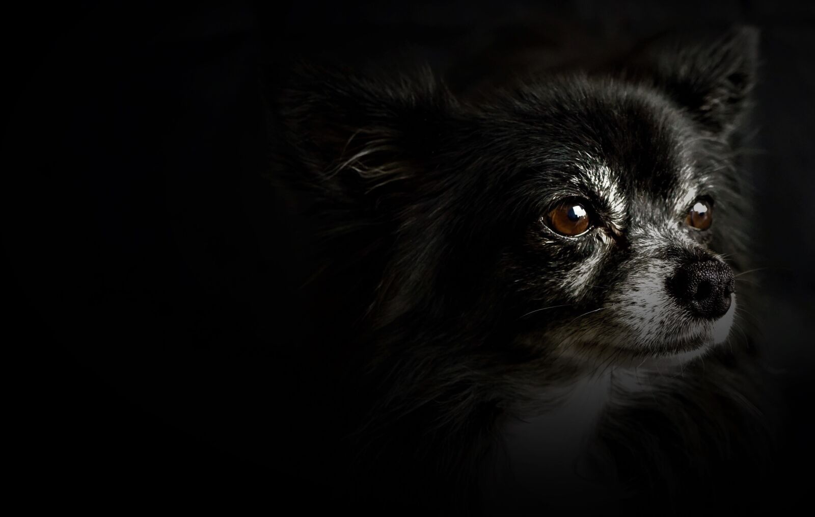 Sony E 30mm F3.5 Macro sample photo. Chihuahua, small dog, black photography