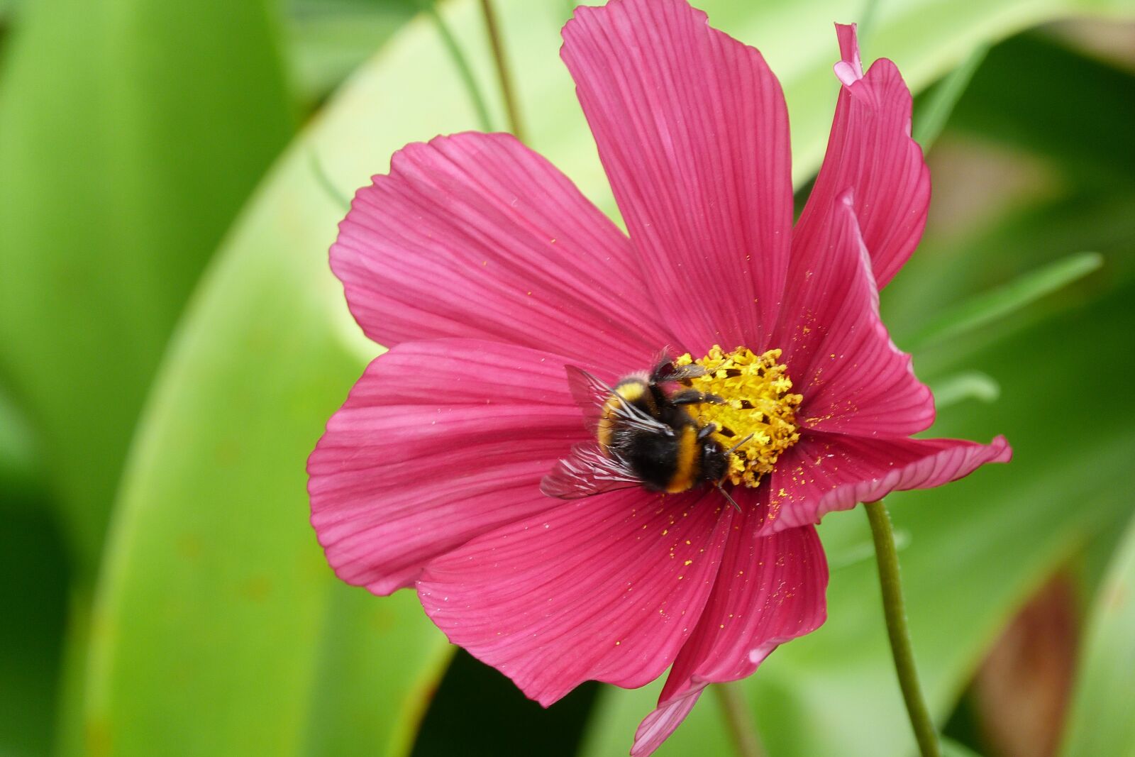 Panasonic Lumix DMC-FZ40 (Lumix DMC-FZ45) sample photo. Bumble, bee, insect photography