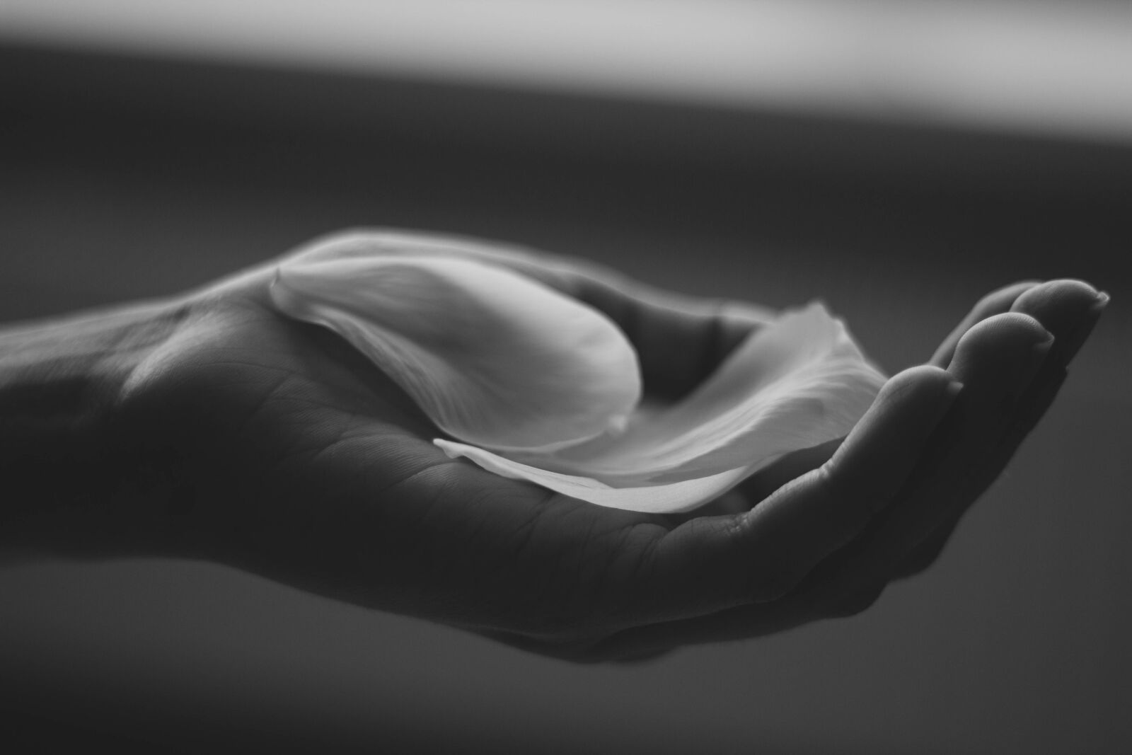 Canon EOS 600D (Rebel EOS T3i / EOS Kiss X5) + Canon EF 50mm F1.8 II sample photo. Hand, petals, black, and photography