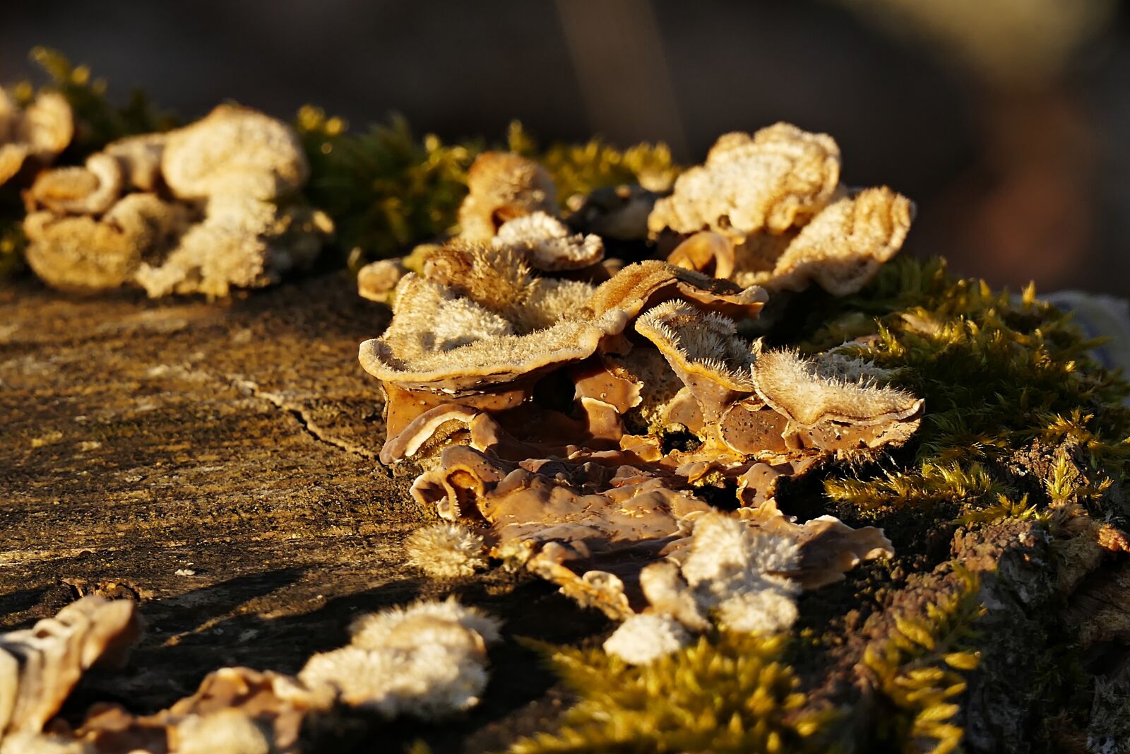 Panasonic Lumix DMC-FZ1000 sample photo. Tree fungus, mushrooms, nature photography