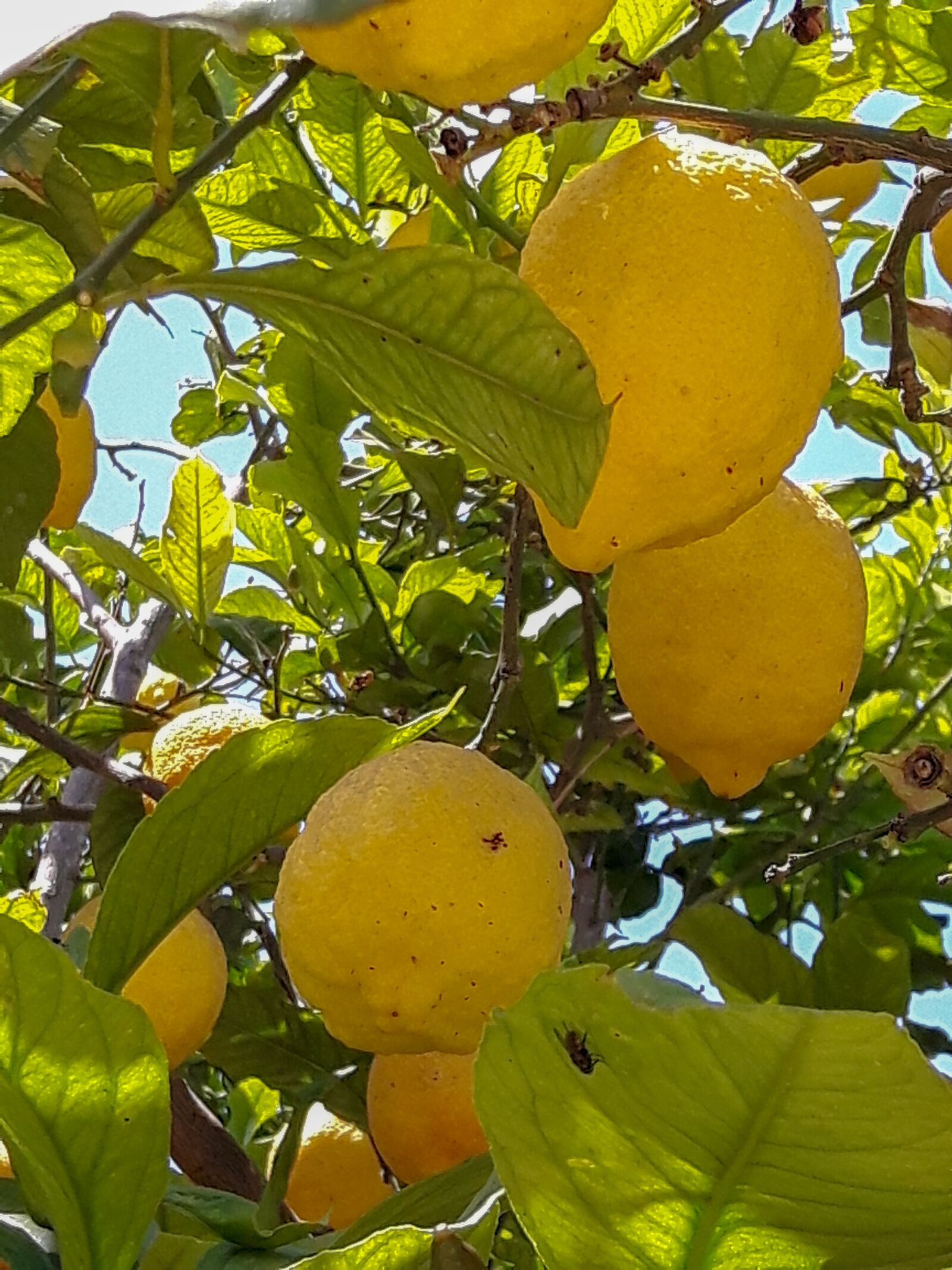 Samsung Galaxy S5 Neo sample photo. Lemon, lemon tree, fruit photography