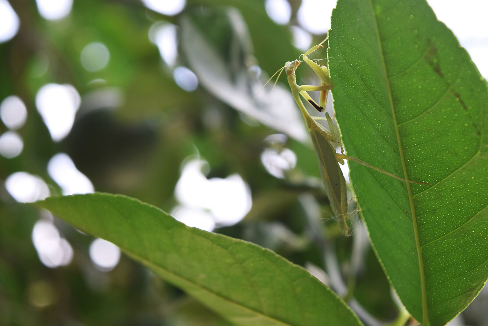 Nikon D3300 sample photo. Mantis, insects, leaf photography