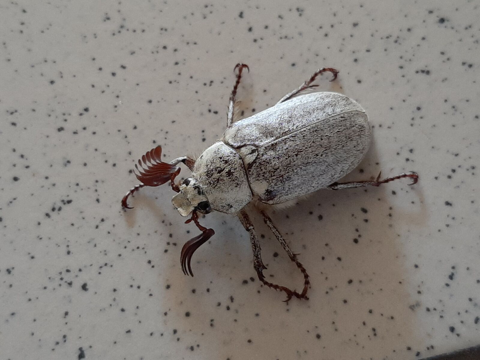 Samsung Galaxy A50 sample photo. Beetle stone, beetle, insect photography