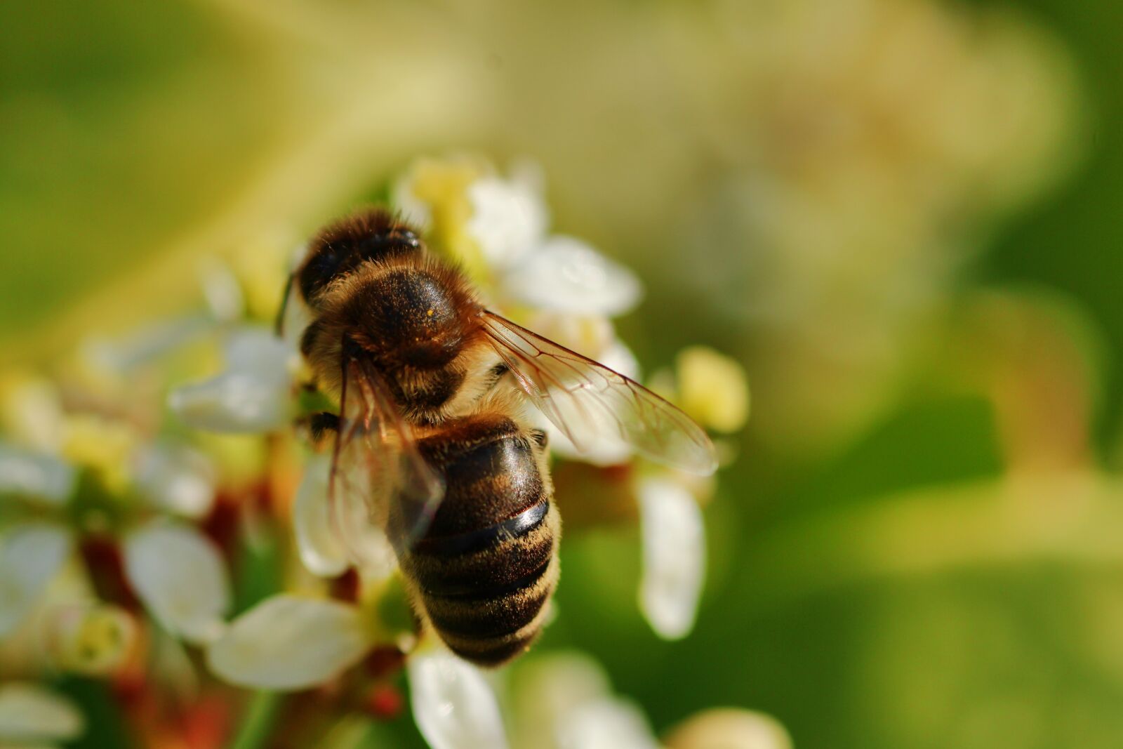 Tamron SP 90mm F2.8 Di VC USD 1:1 Macro sample photo. Bee, always, close up photography