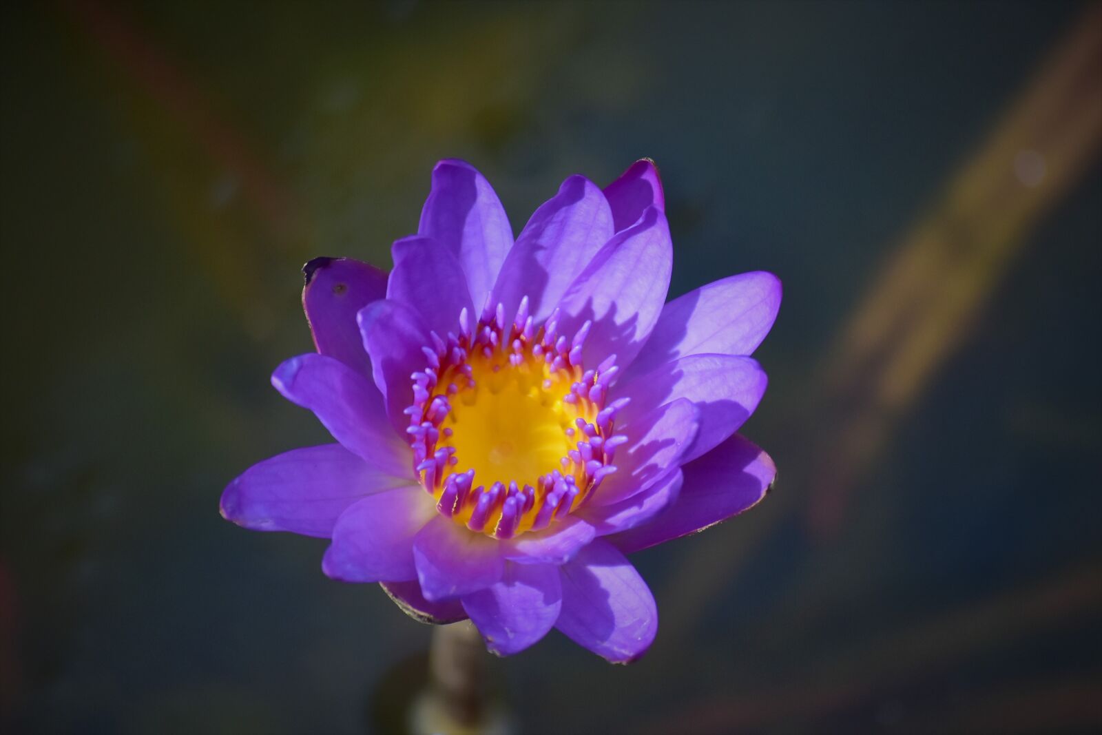 Nikon D7200 sample photo. Water lily, purple, flower photography
