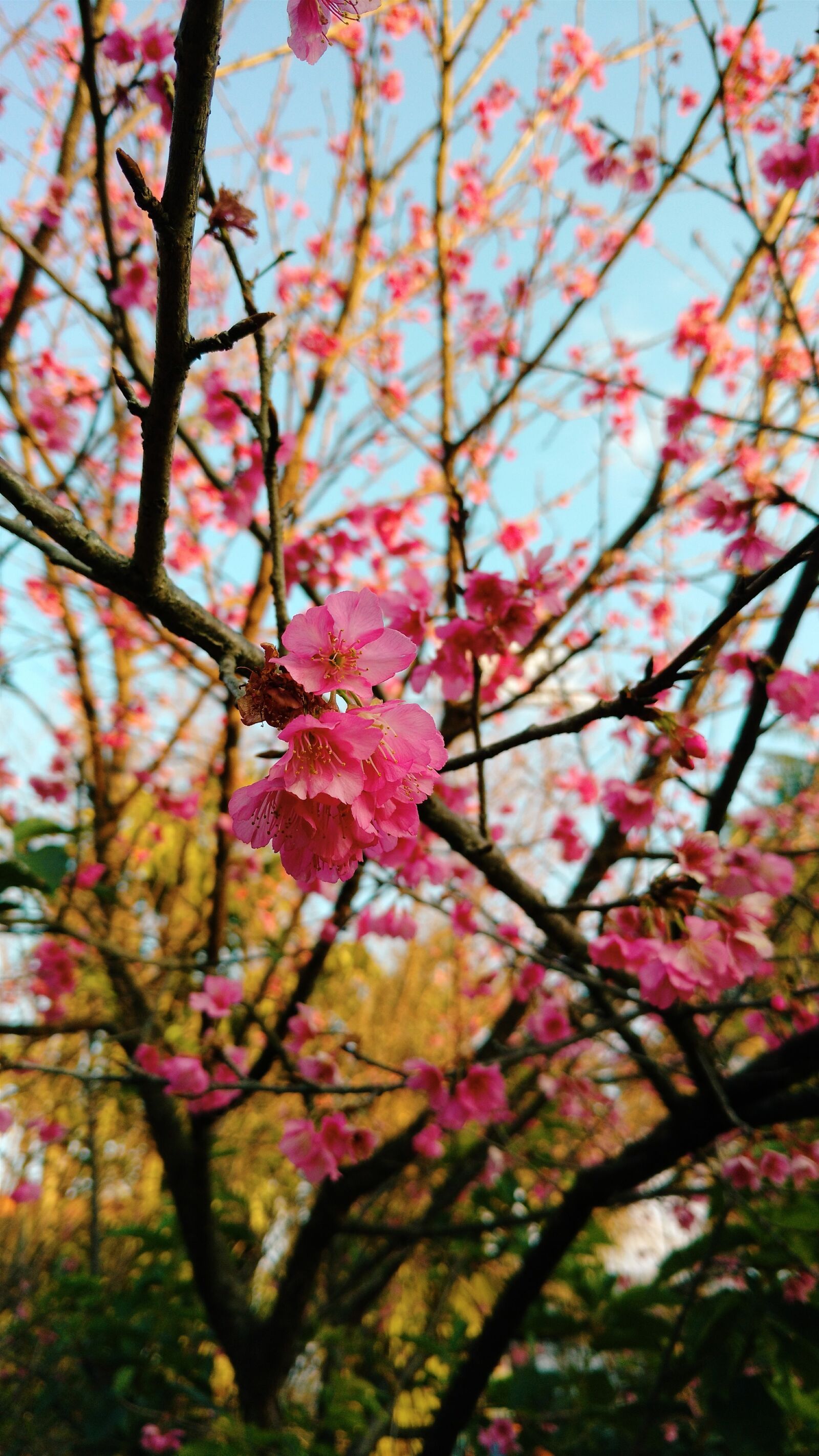 Motorola XT1563 sample photo. Sakura, flower, cherry photography