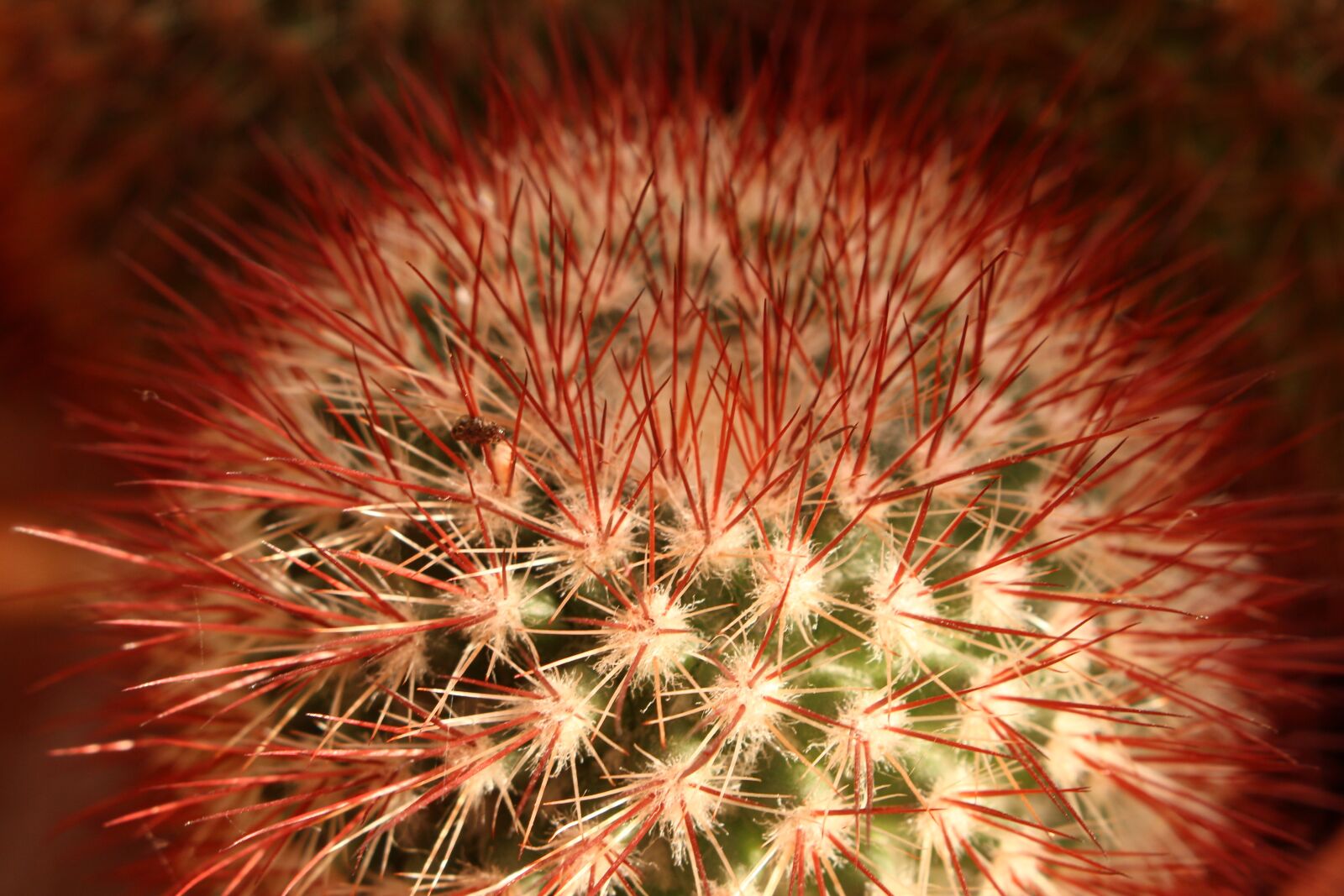 Canon EOS 700D (EOS Rebel T5i / EOS Kiss X7i) sample photo. Cactus, nature, plant photography