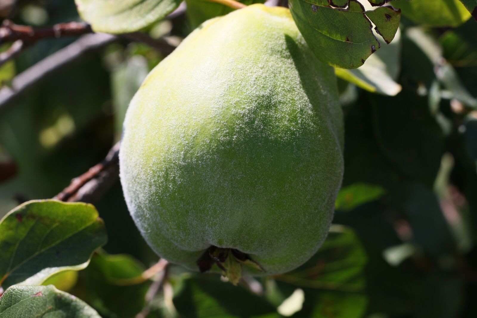 Canon EOS 7D Mark II sample photo. Quince, fruit, jam photography