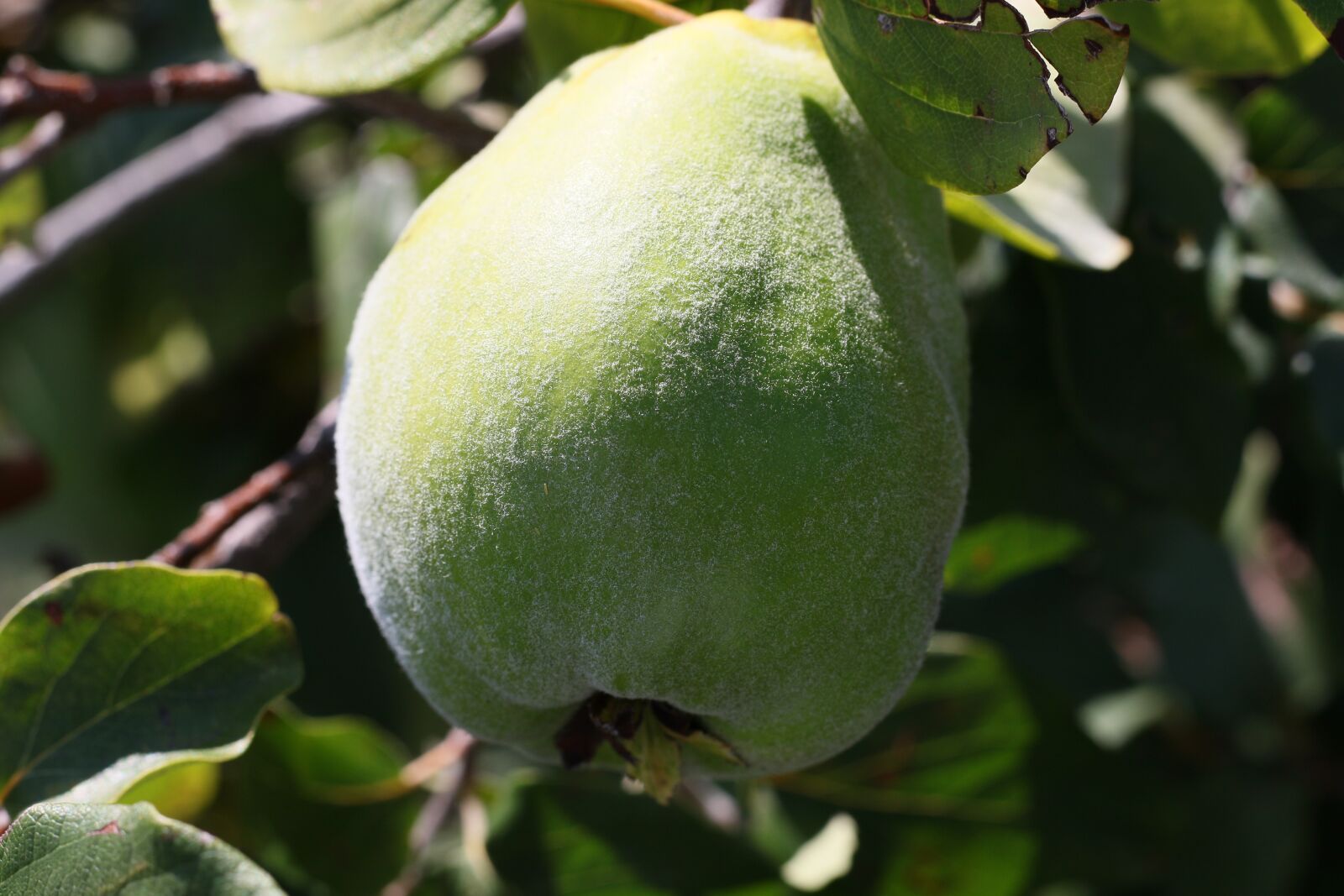 Canon EF 50mm F1.8 STM sample photo. Quince, fruit, jam photography