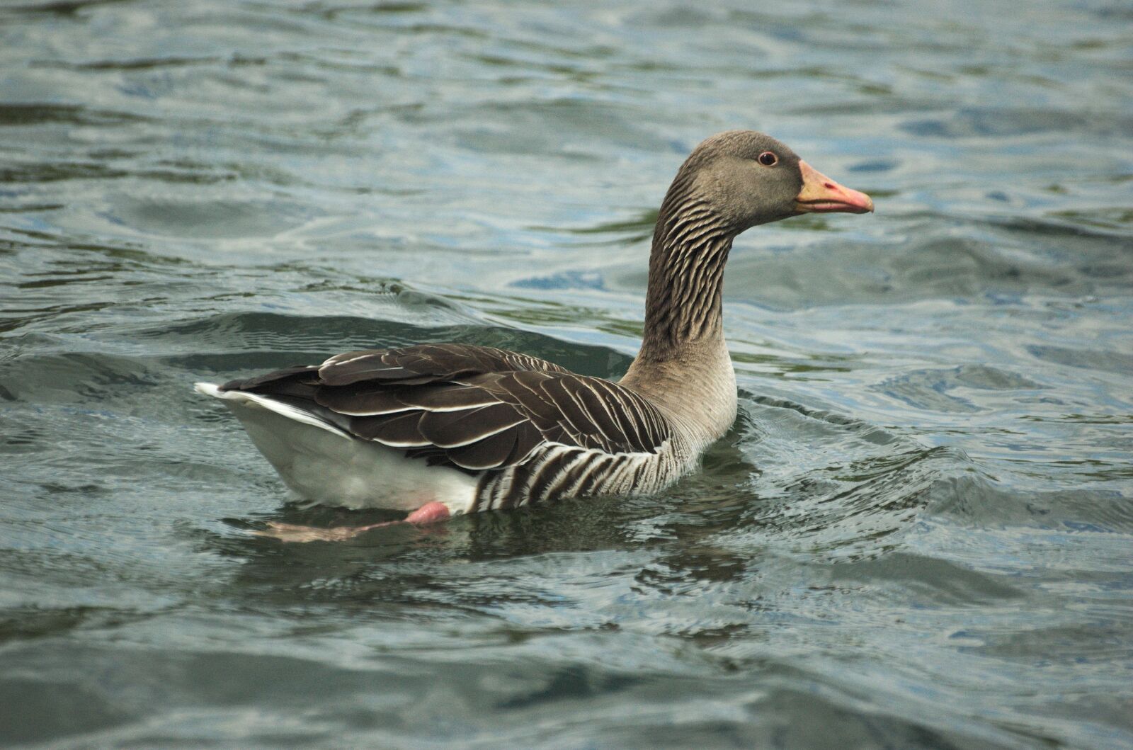 Nikon D70 sample photo. Goose, greylag goose, bird photography