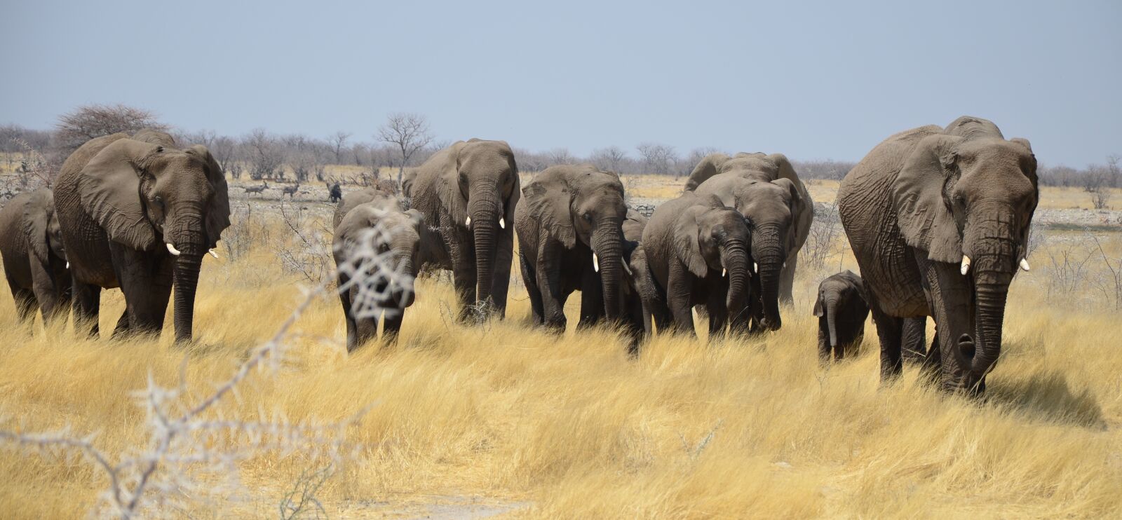 Nikon D5100 sample photo. Elephant, africa, animals photography