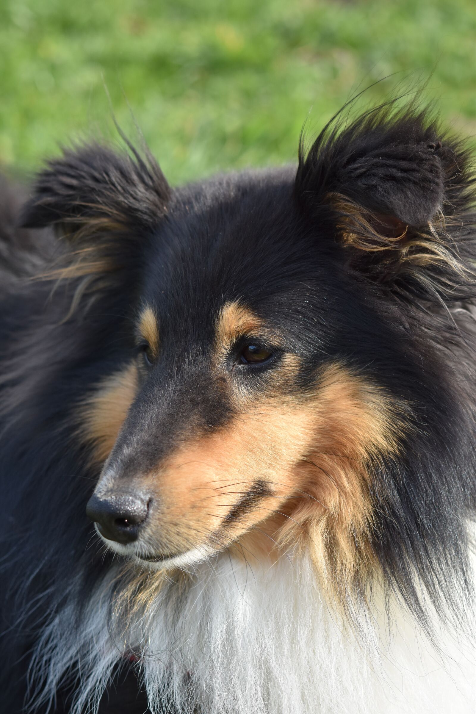 Nikon D5600 sample photo. Dog, dog portrait, dog photography