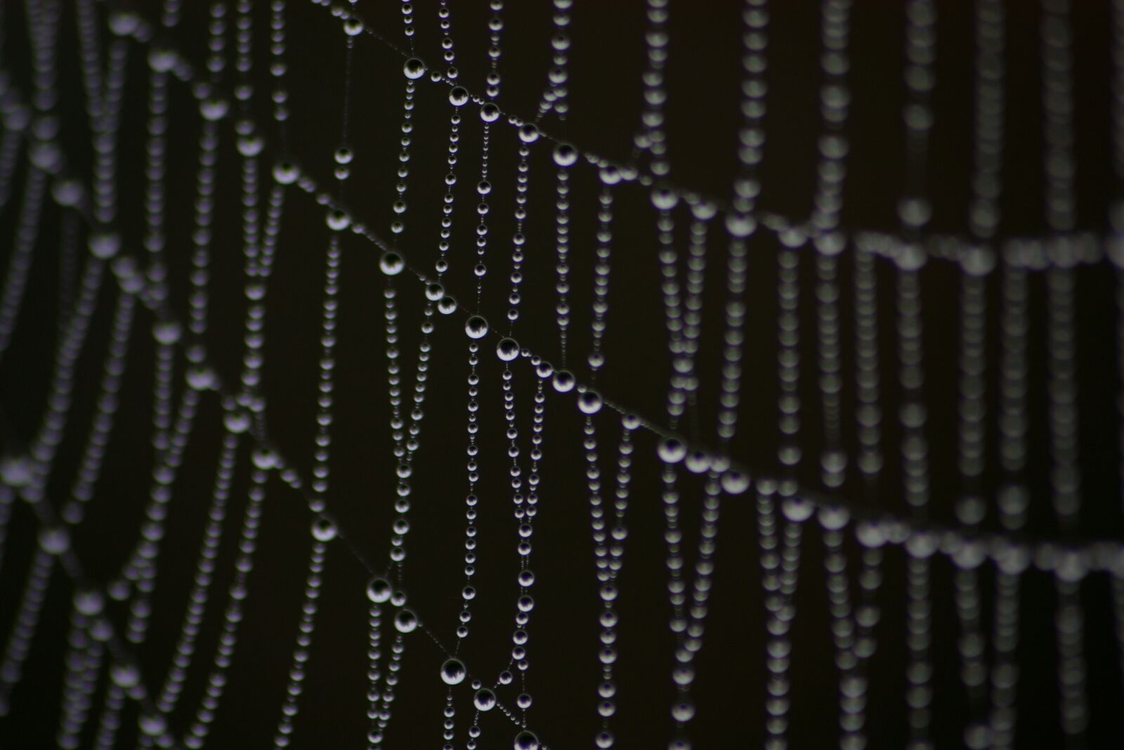 Canon EOS 450D (EOS Rebel XSi / EOS Kiss X2) sample photo. Spiderweb, dew, droplets photography