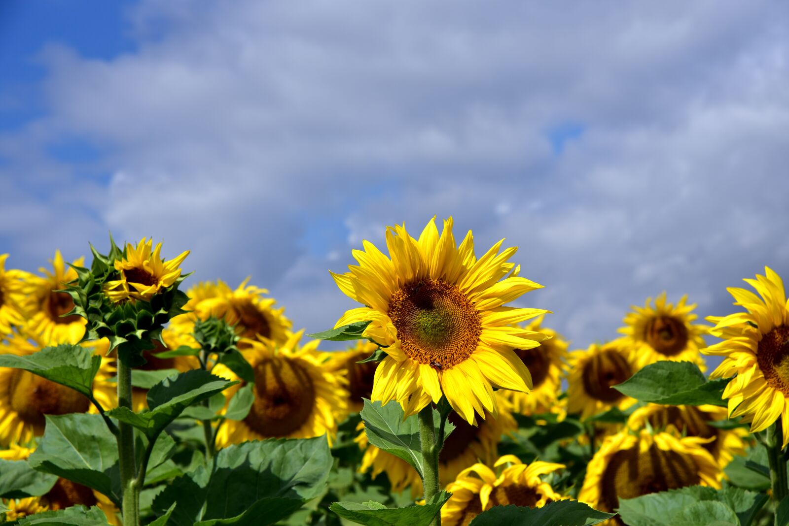 Nikon D750 sample photo. Sunflower, sunflower field, sky photography