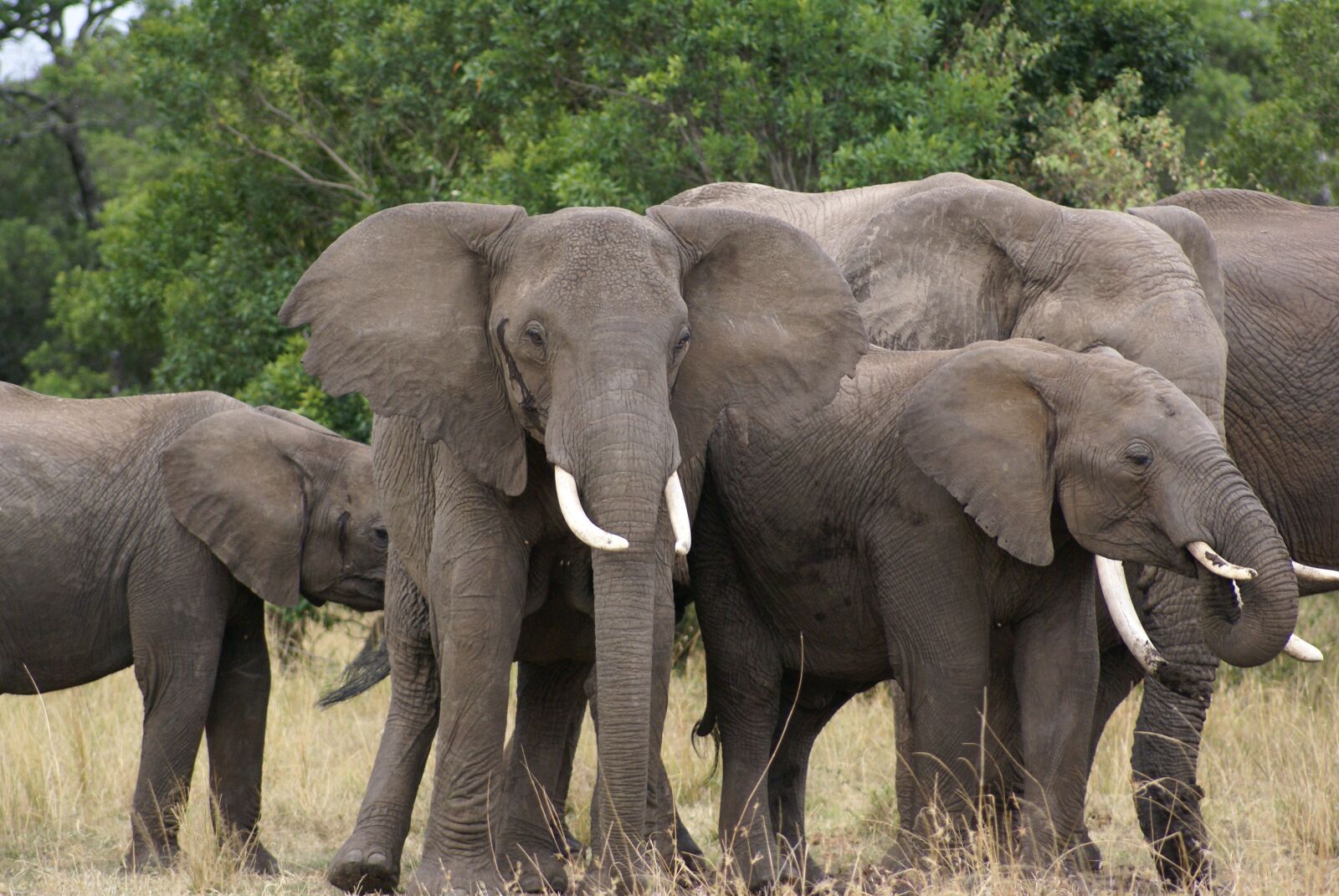 Sony Alpha DSLR-A100 sample photo. Elephant, africa, safari photography