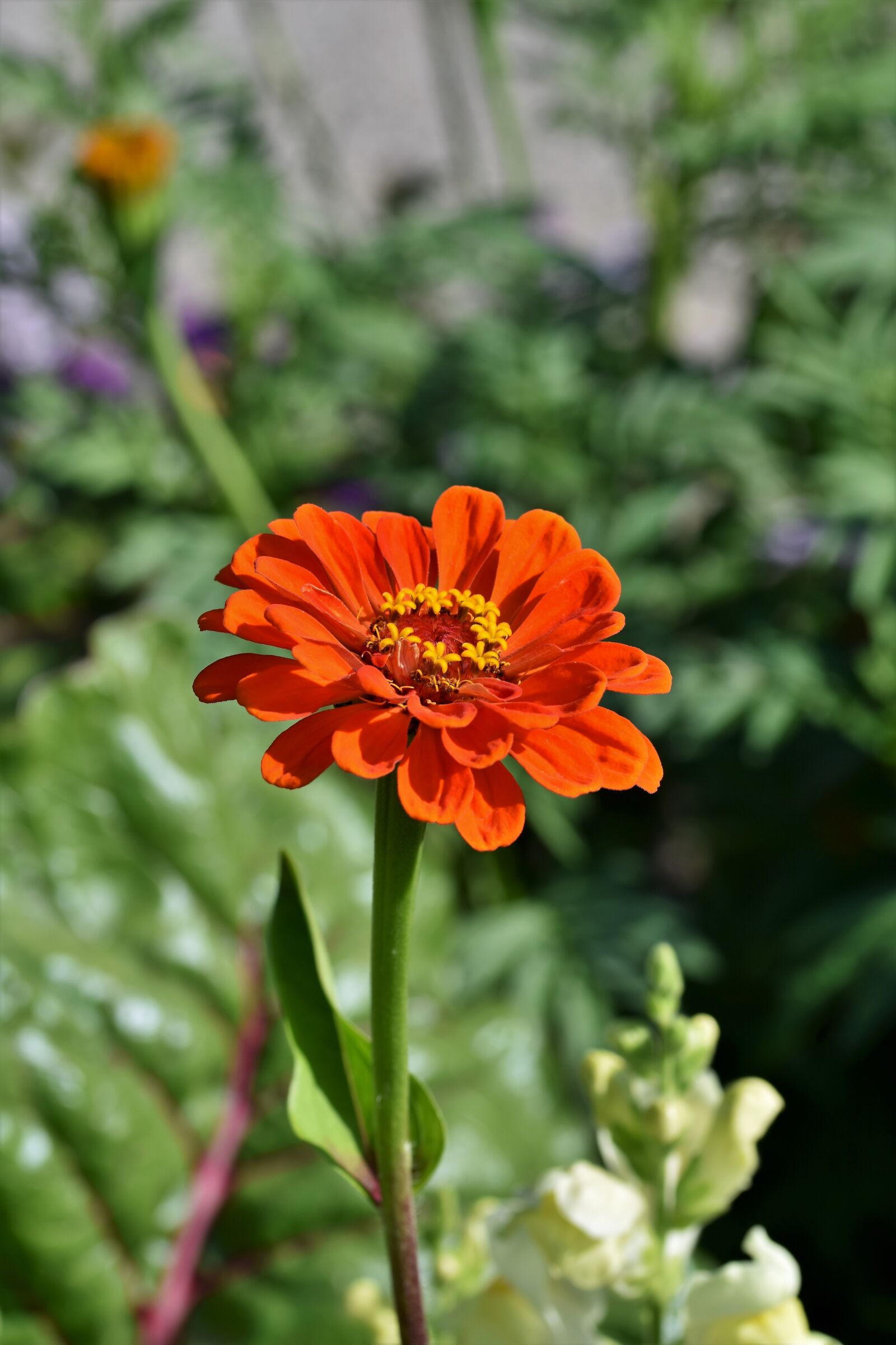 Nikon D7200 sample photo. Zinnia, blossom, bloom photography