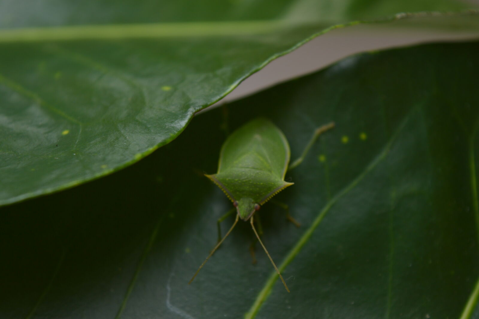 Nikon D3200 sample photo. Natureza photography