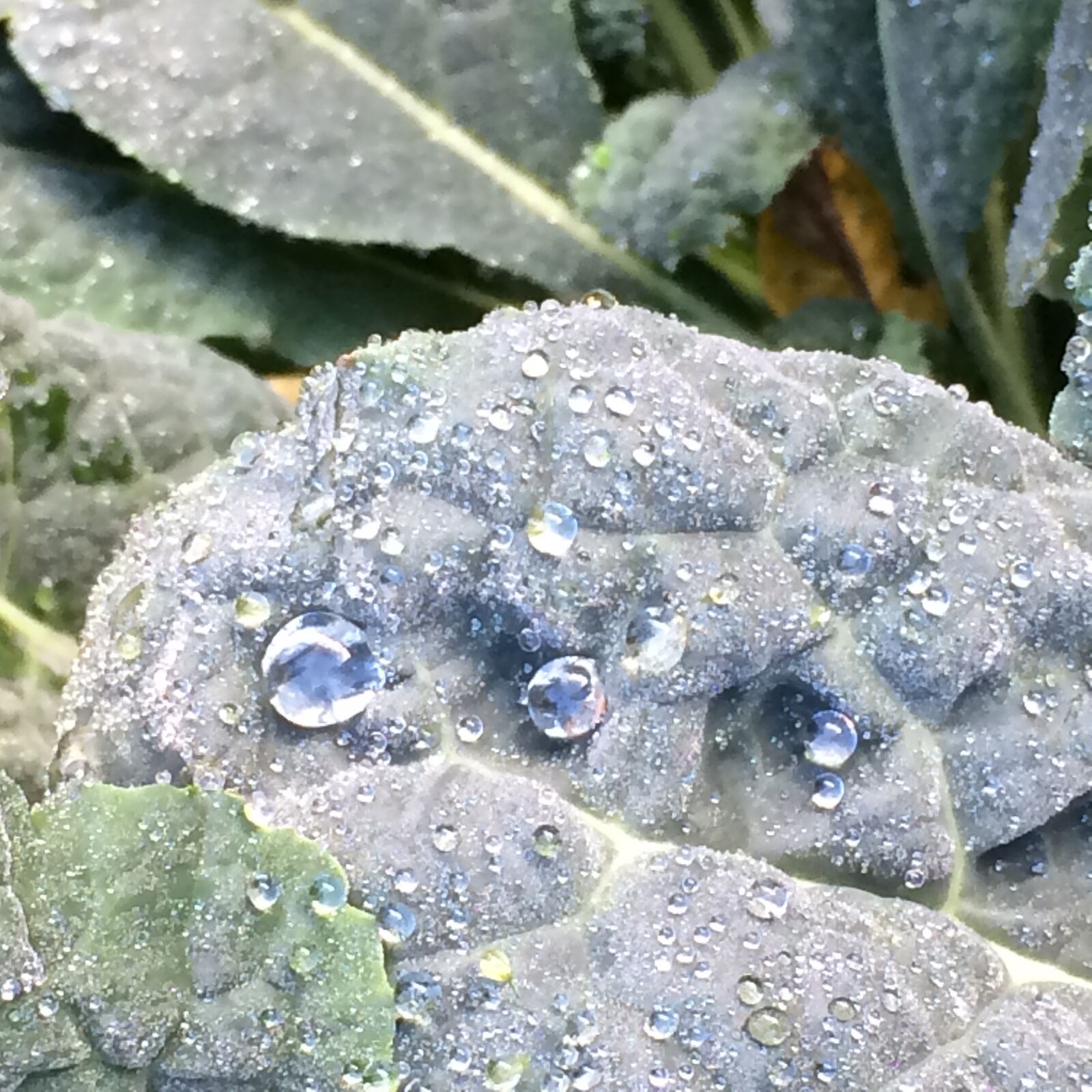 iPhone 5s back camera 4.15mm f/2.2 sample photo. Dew, garden, kale, plant photography