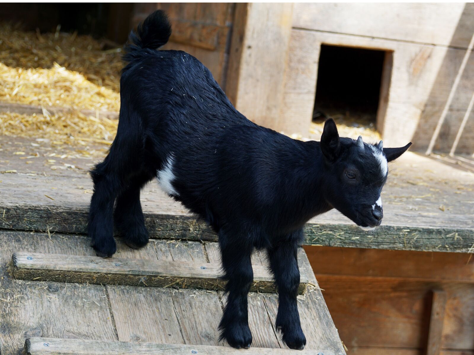 Sony DT 55-300mm F4.5-5.6 SAM sample photo. Kid, young goat, goat photography