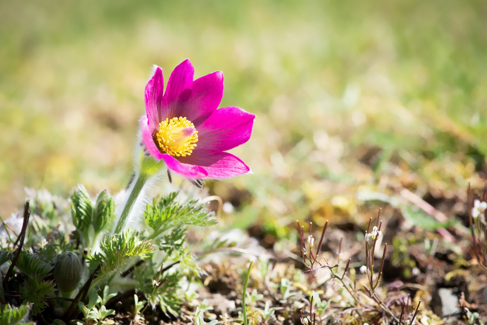 Nikon D750 sample photo. Anemone, flower, blossom photography