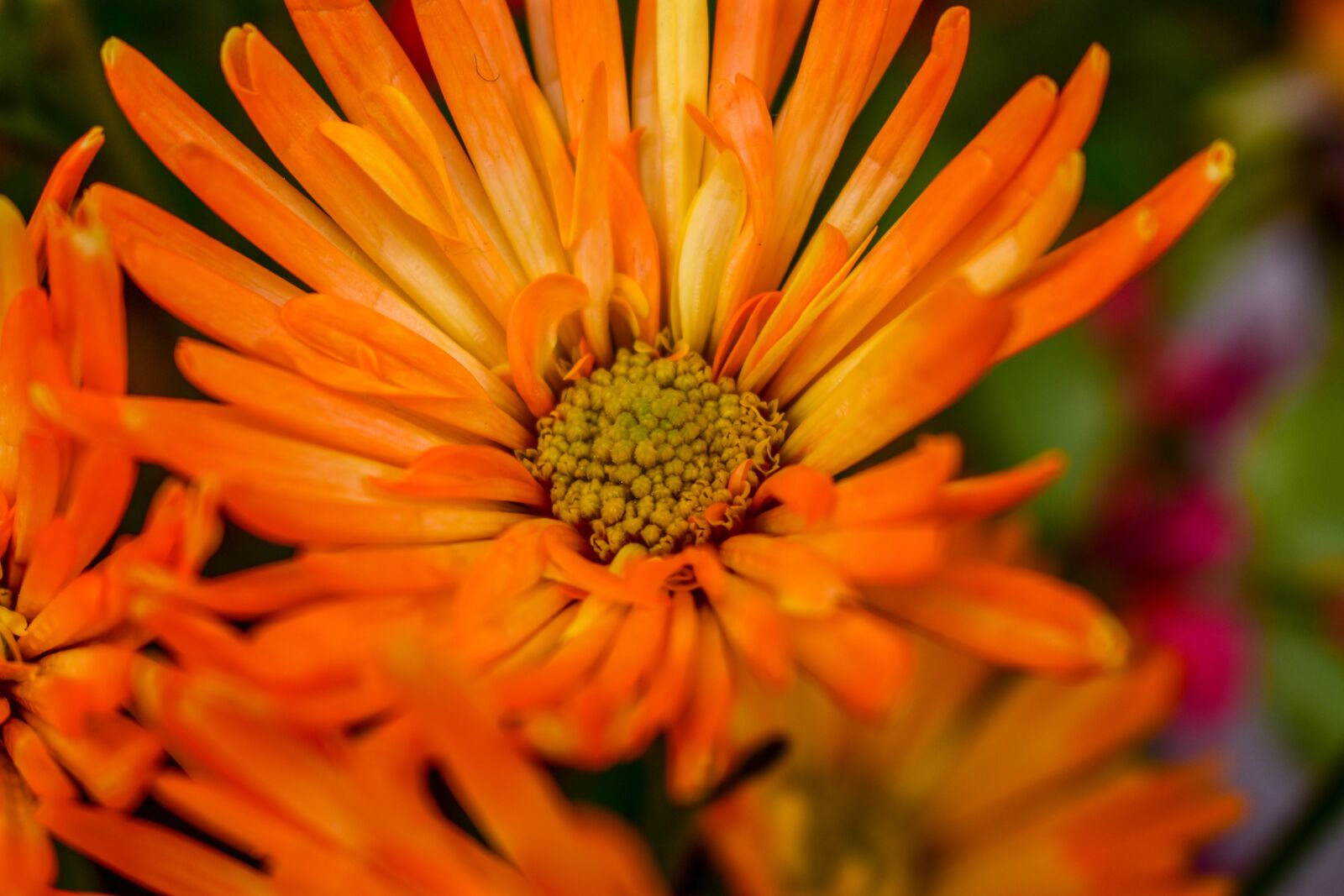 Nikon D3400 sample photo. Flower, nature, plant photography