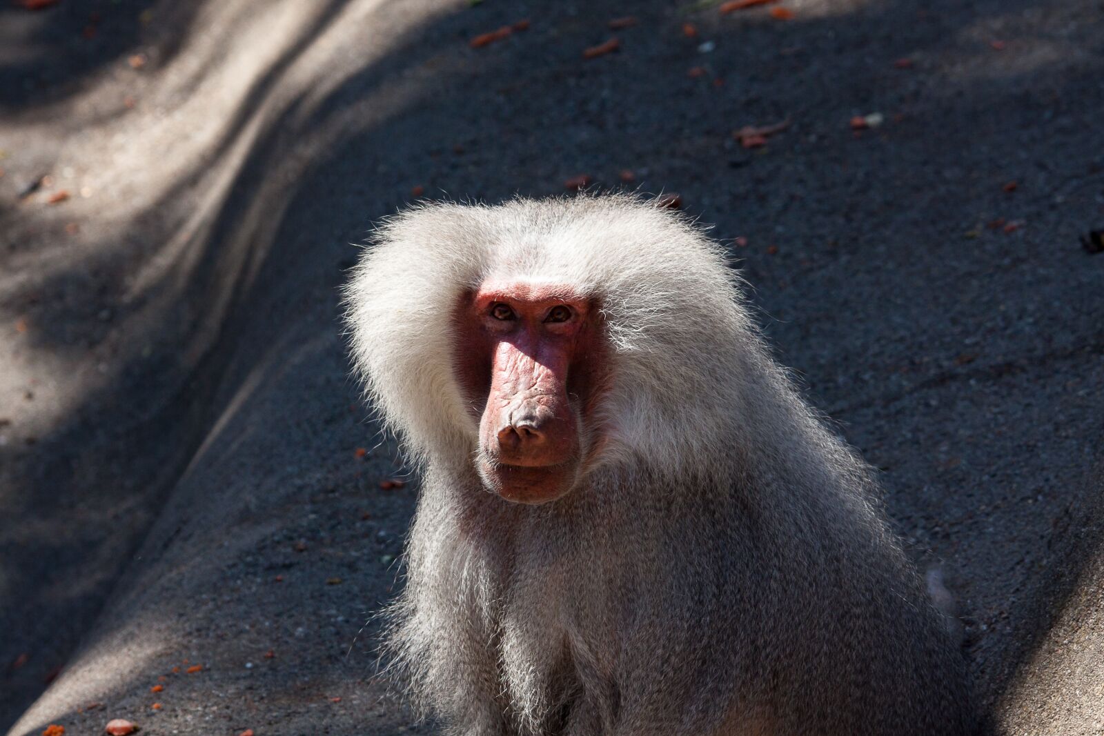 Canon EOS 50D sample photo. Baboon, monkey, animal photography