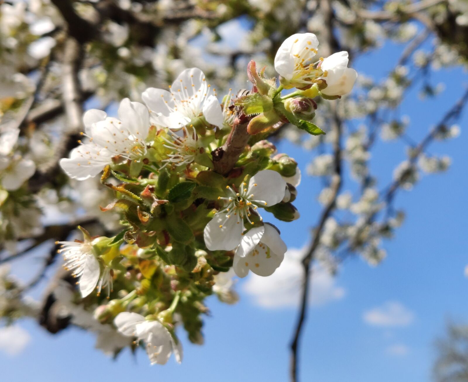 Xiaomi MI 9 sample photo. Germany, spring, blossom photography
