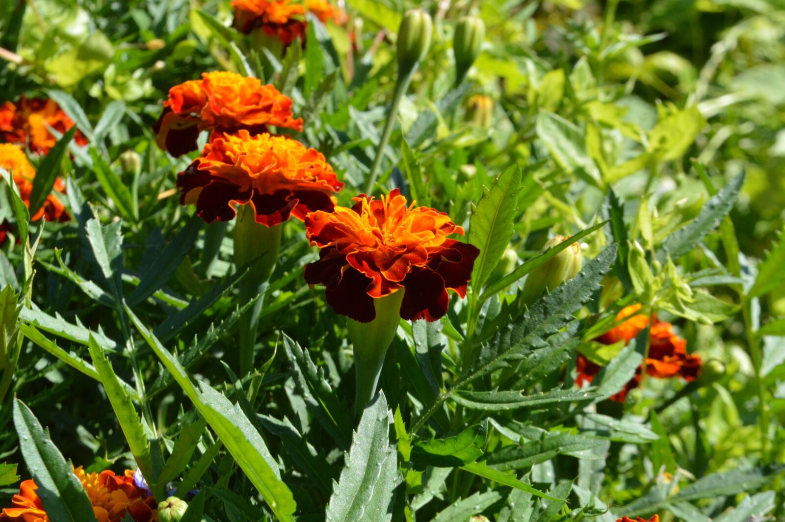 Nikon D3200 sample photo. Marigold, summer, flower bed photography