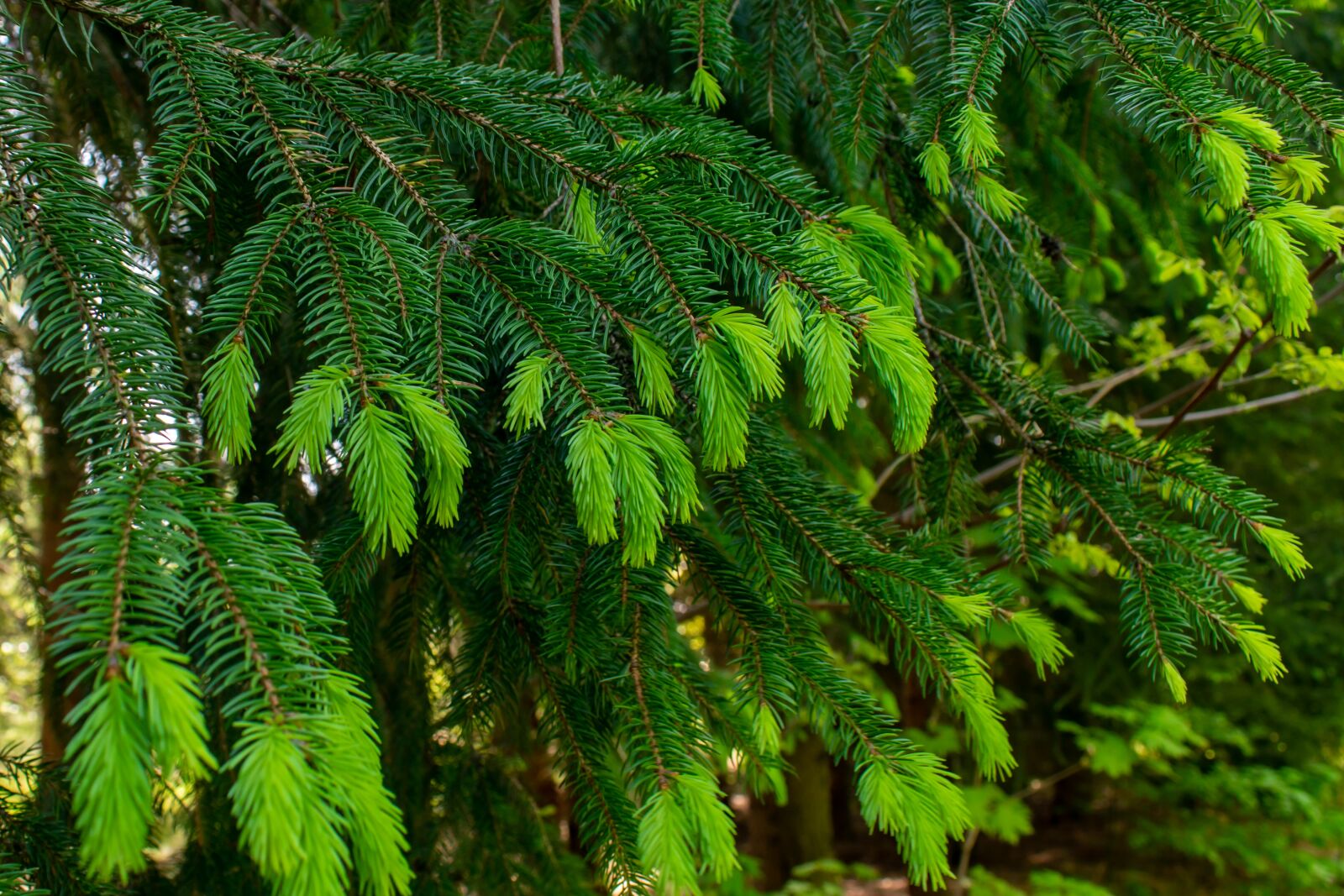 Nikon D5300 sample photo. Conifer, spring, shoots photography