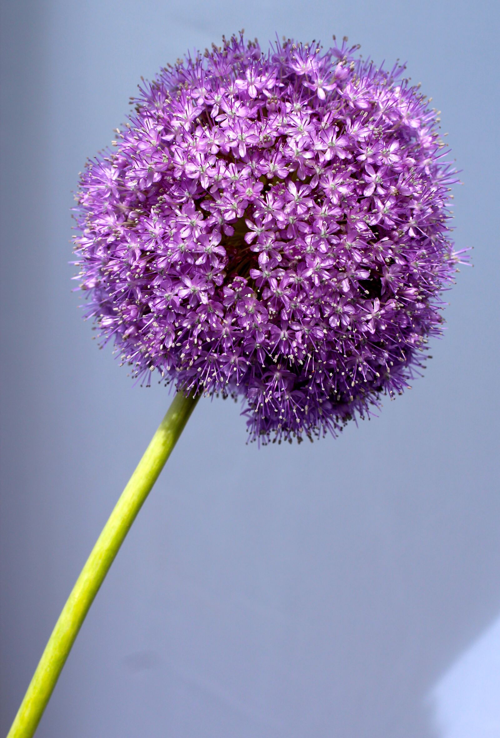 Canon EOS 600D (Rebel EOS T3i / EOS Kiss X5) + Canon EF 50mm F1.4 USM sample photo. Allium, purple, ball photography