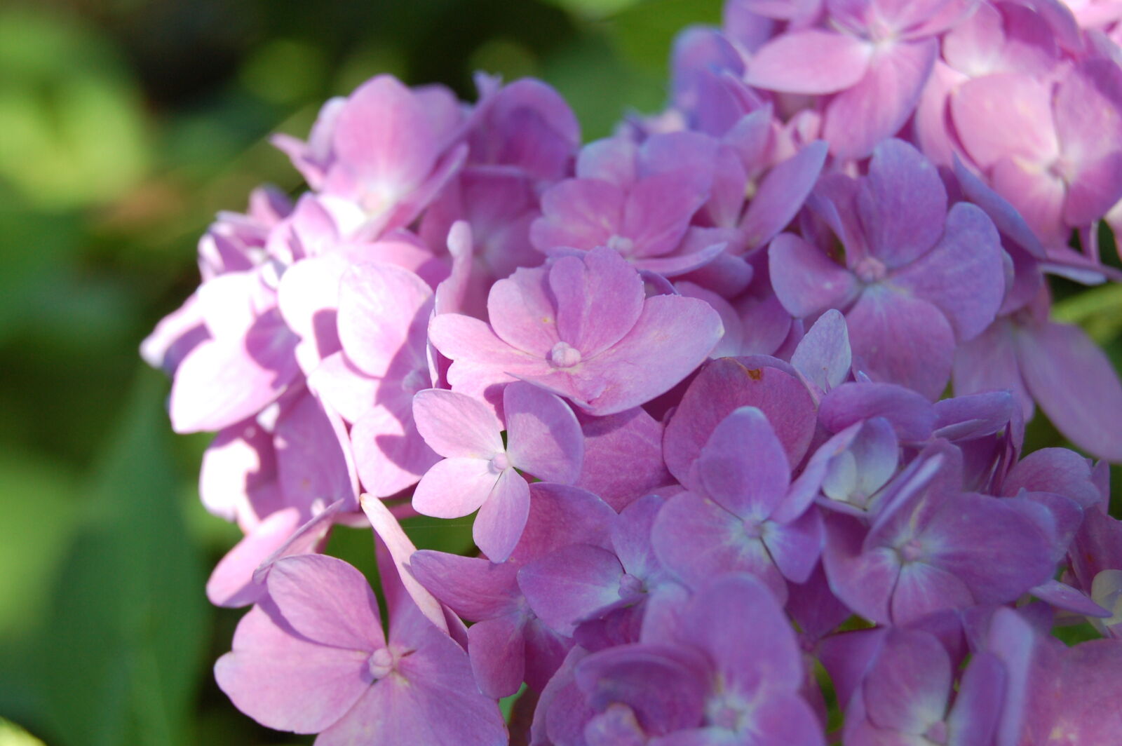 AF-S DX Zoom-Nikkor 18-55mm f/3.5-5.6G ED sample photo. Flower, flowers, hydrangea, pink photography