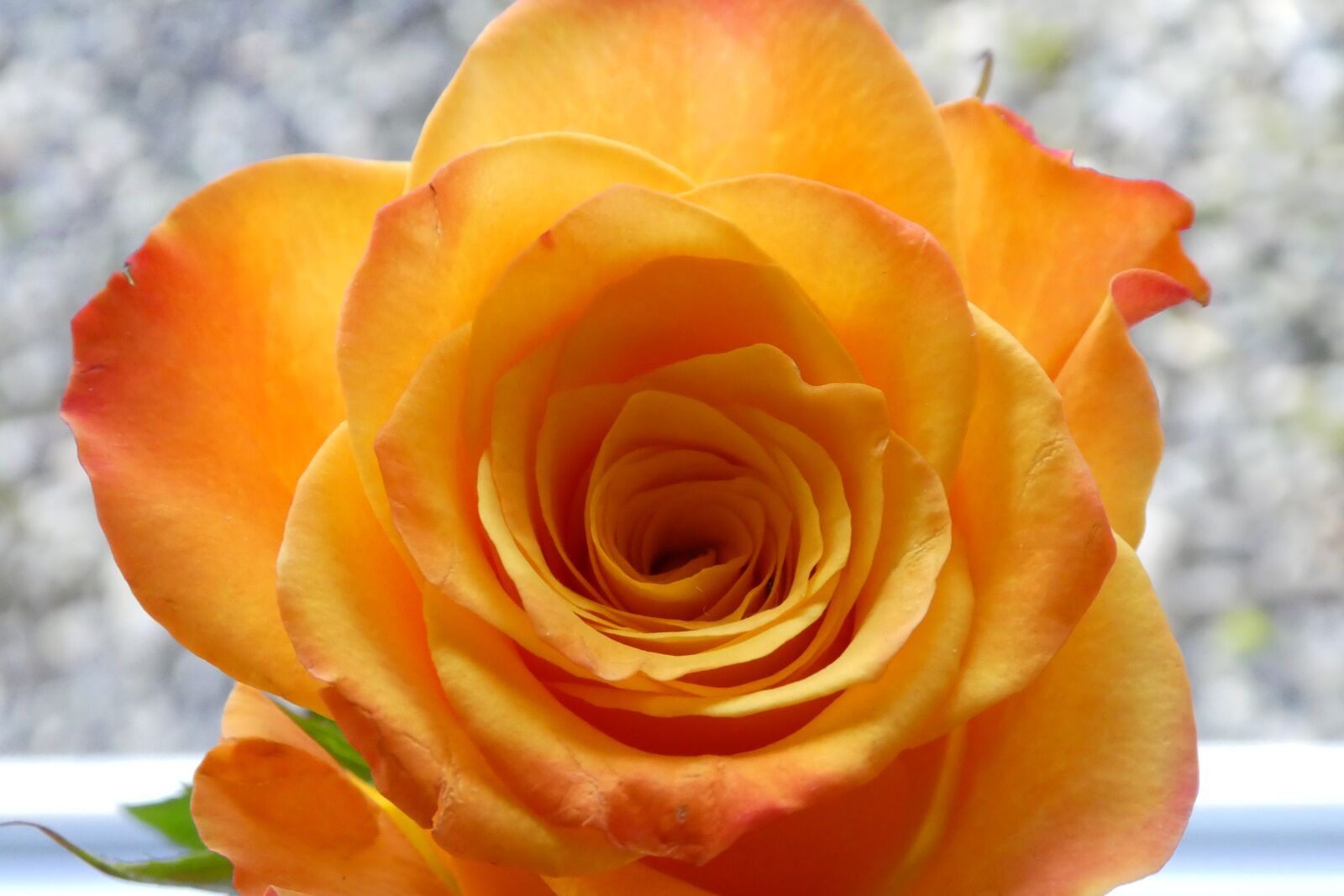 Panasonic DMC-TZ81 sample photo. Rose, blossom, bloom photography