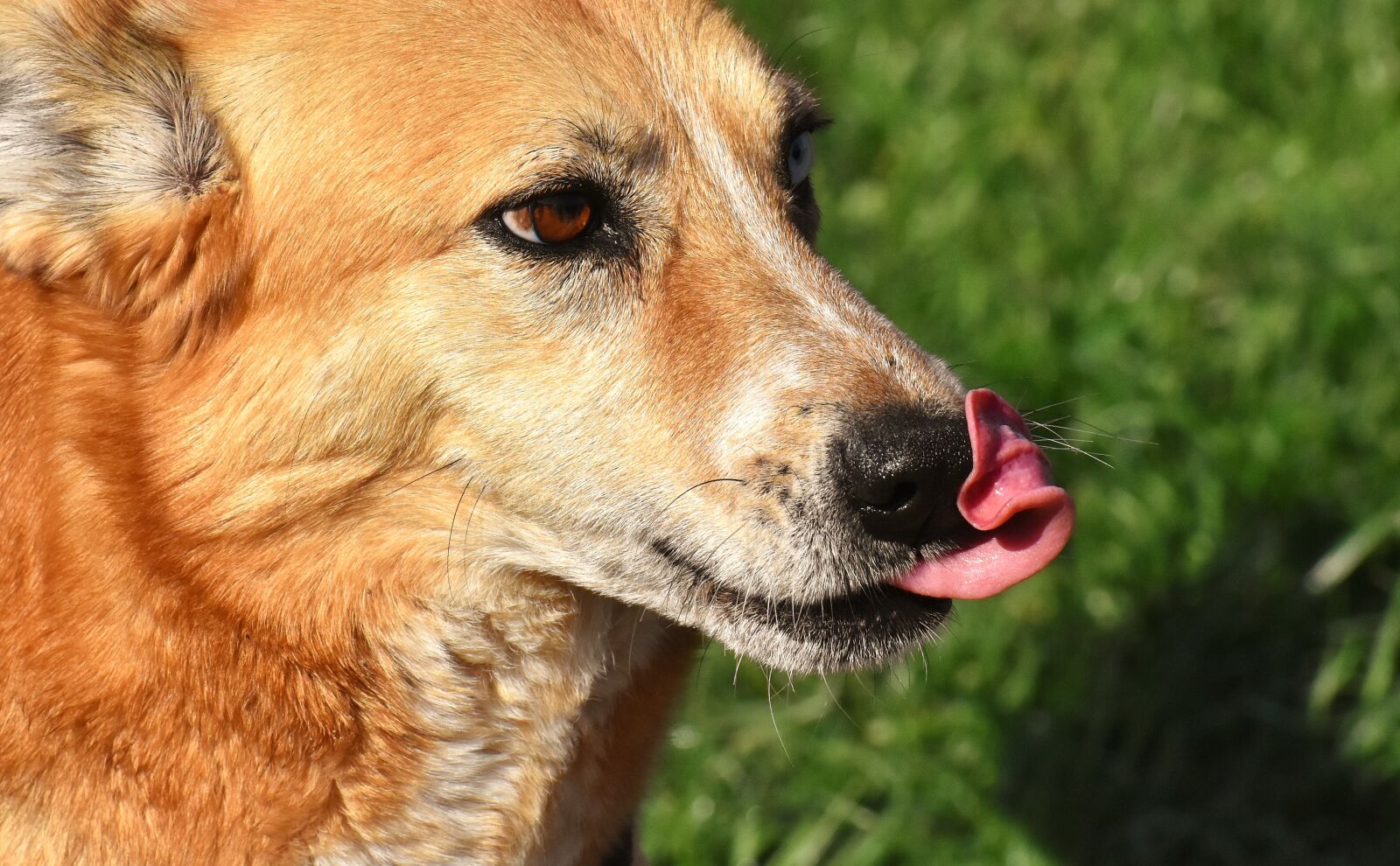 Nikon D7200 sample photo. Dog, animal, different eye photography