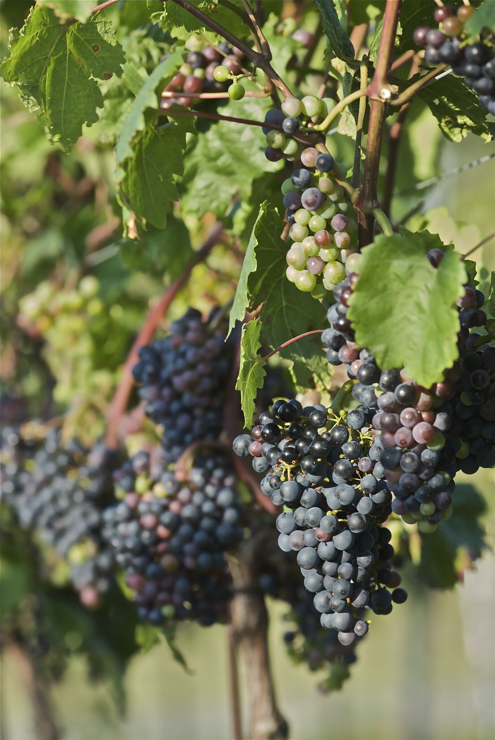 Nikon D200 sample photo. Red wine grapes, st photography