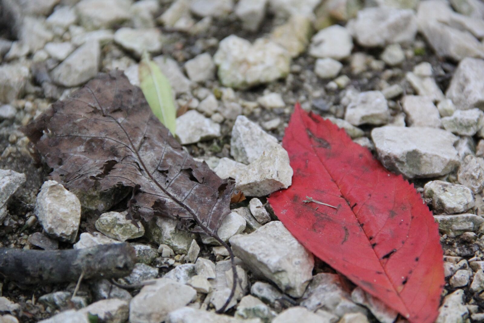 Canon EOS 60D sample photo. Autumn, leaves, stones photography
