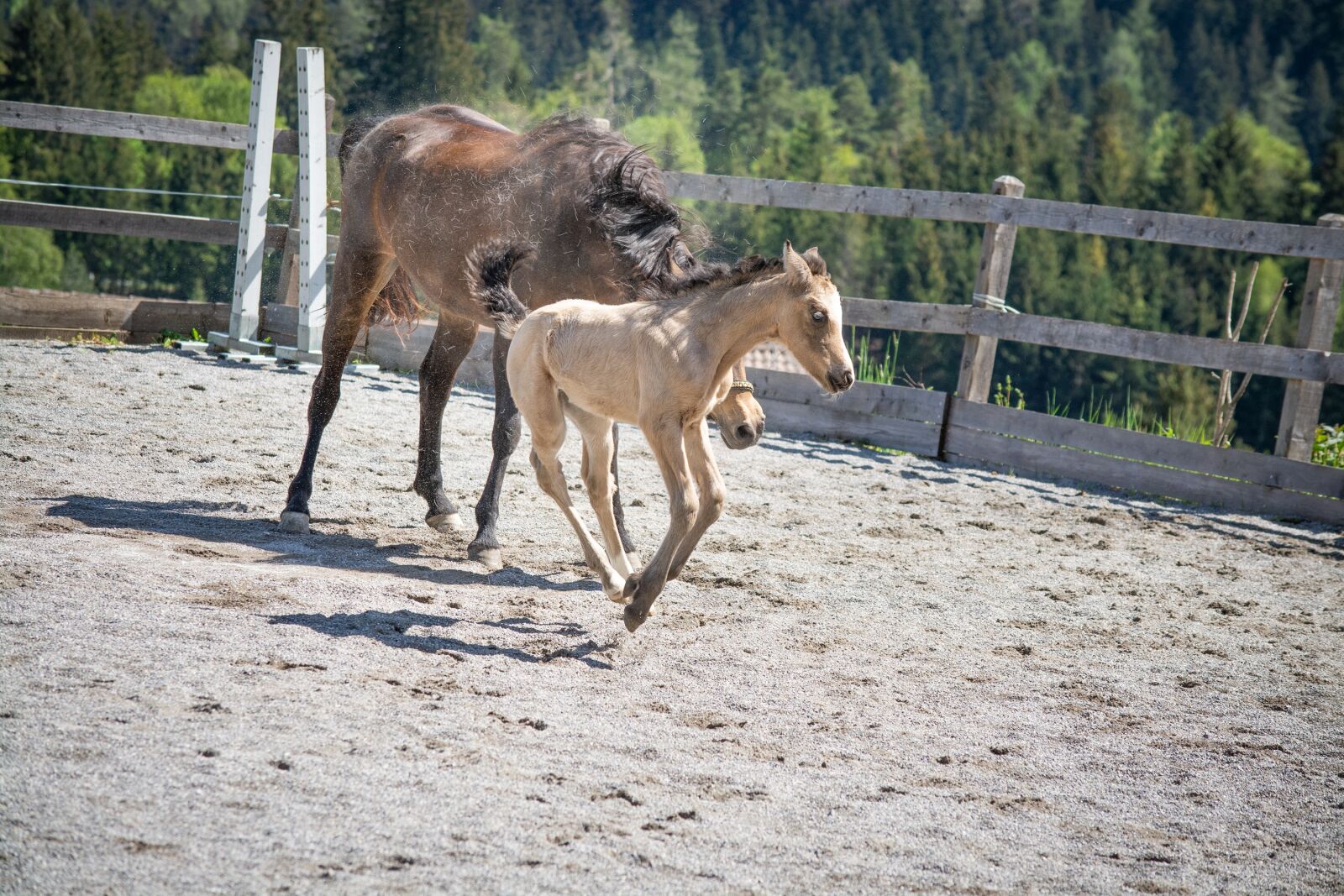 Nikon D7100 sample photo. Foal, horse, pony photography