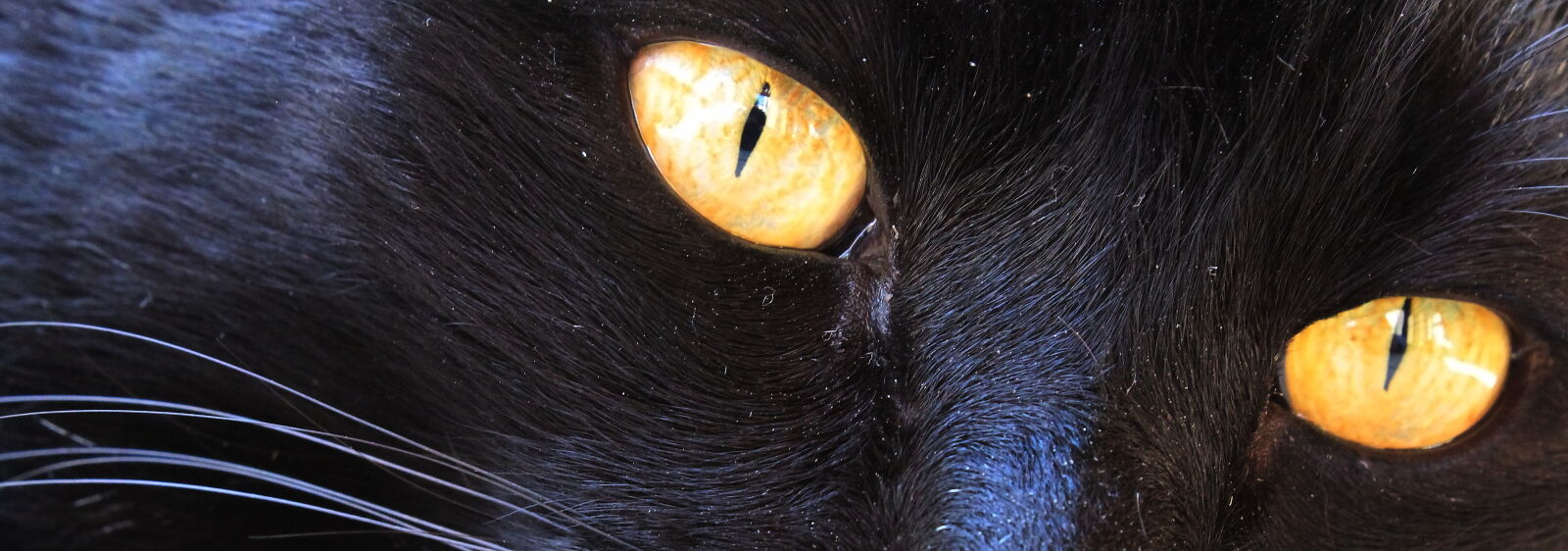 Canon EOS 1300D (EOS Rebel T6 / EOS Kiss X80) sample photo. Cat, cats, eyes, yellow photography