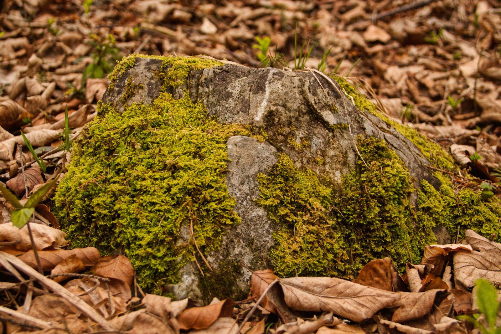 Canon EOS 700D (EOS Rebel T5i / EOS Kiss X7i) sample photo. Forest, moss, leaves photography