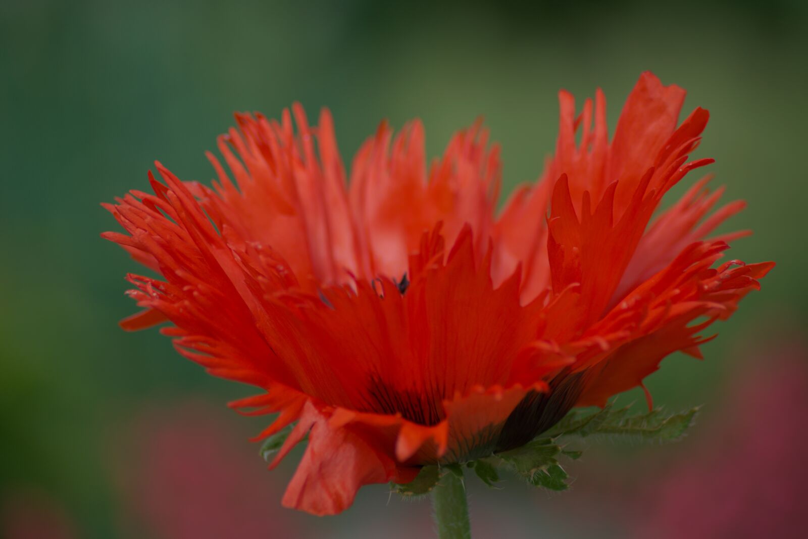 Nikon D3300 sample photo. Poppy flower, close up photography