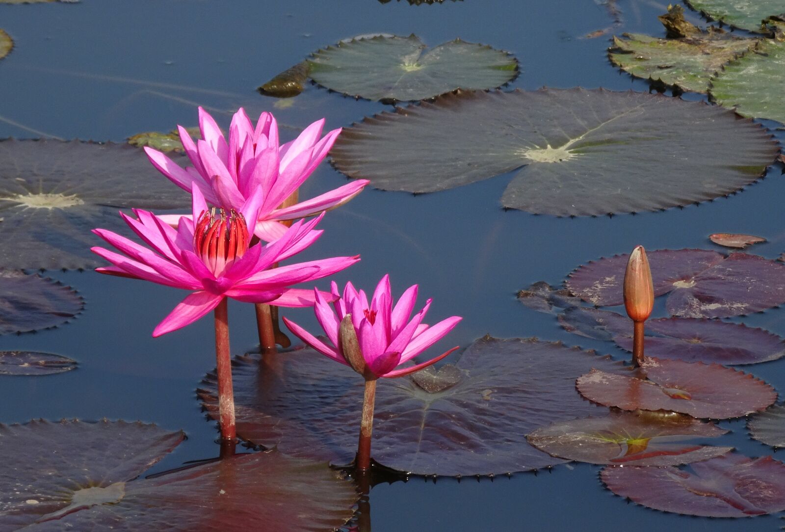 Sony Cyber-shot DSC-HX90V sample photo. Lily, flower, red water photography