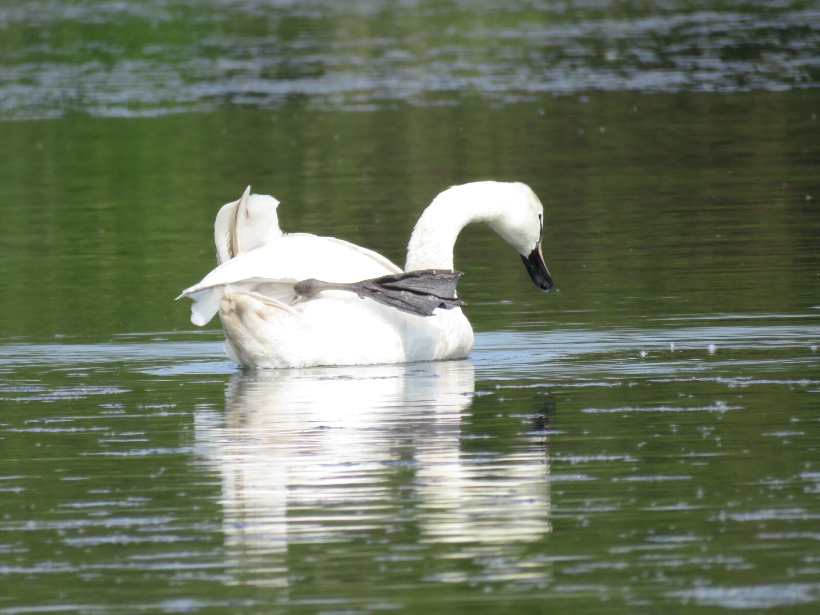 Canon PowerShot SX60 HS sample photo. Swan, water, leg photography