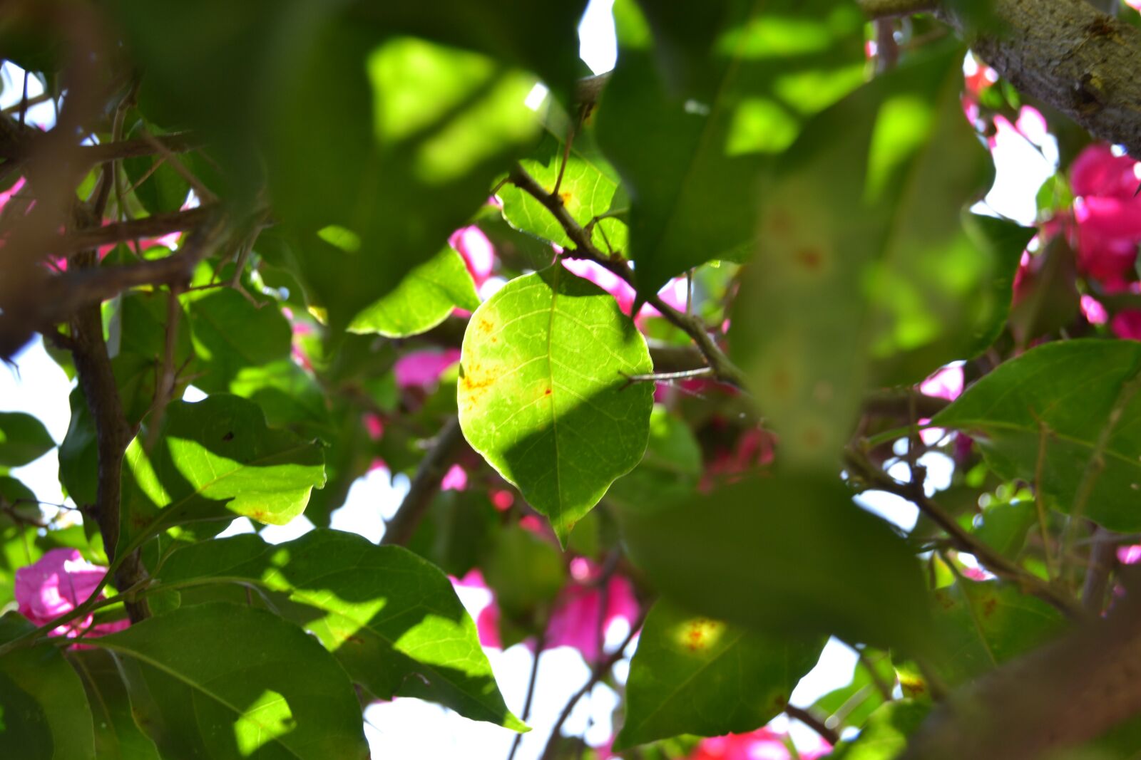 Nikon D3100 sample photo. Leaf, light, flowers photography