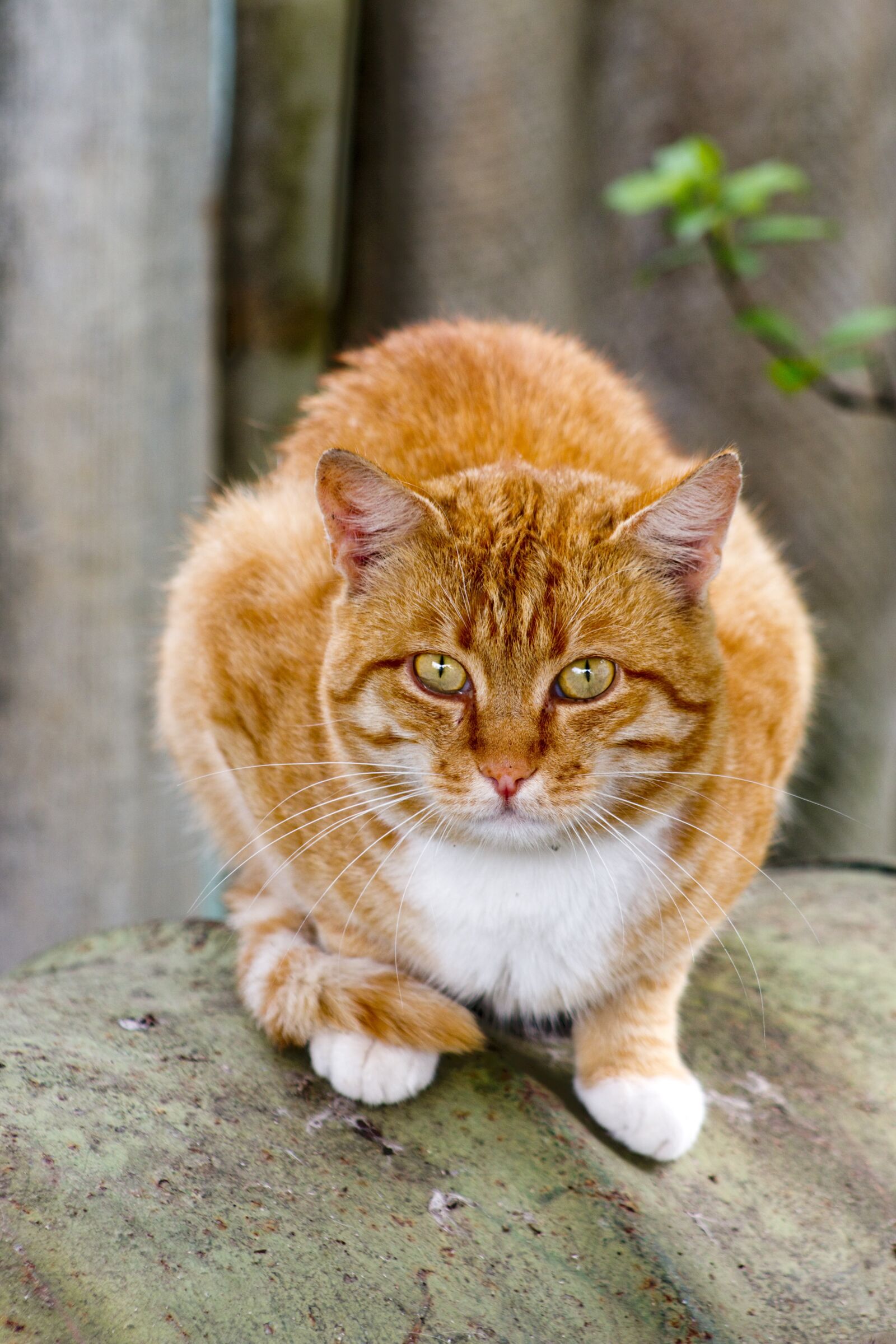 Canon EOS 70D sample photo. Pet, orange, young photography