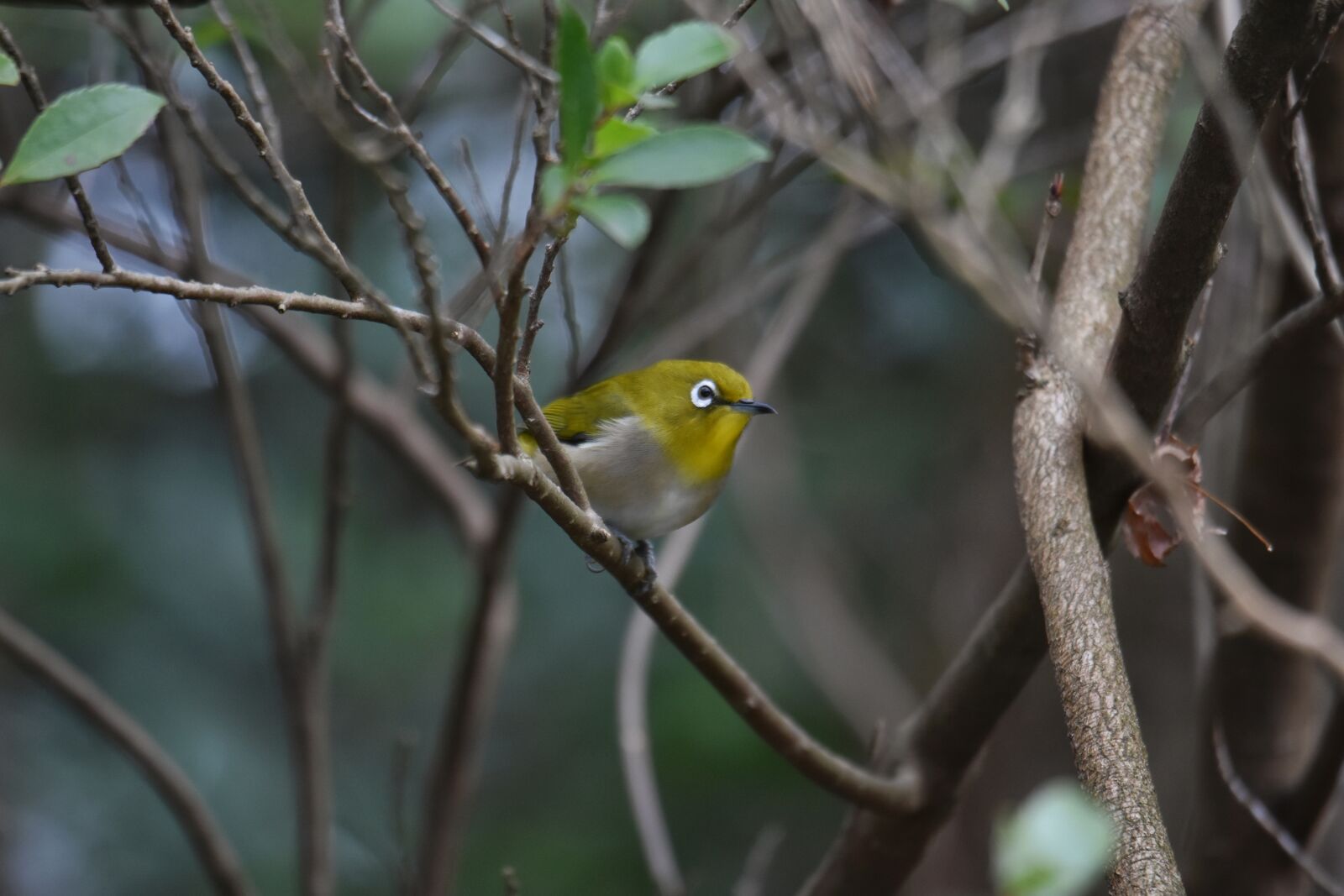 Nikon D7200 sample photo. Animal, forest, wood photography