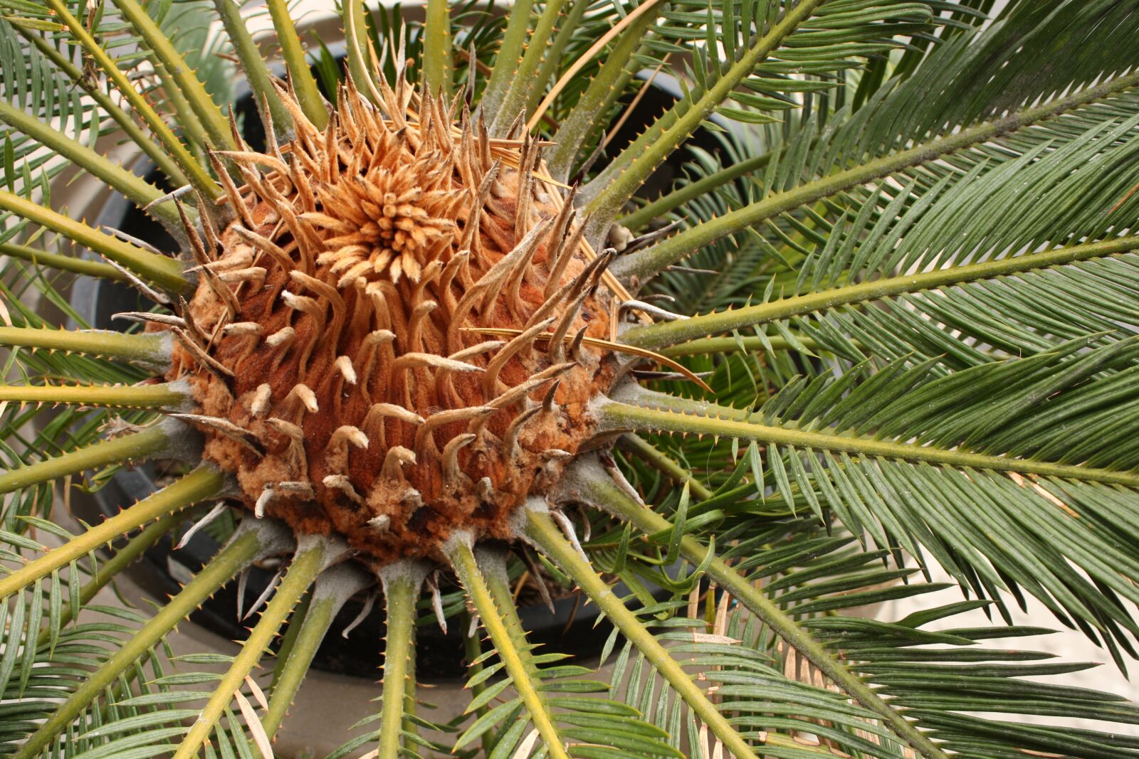 Canon EOS 450D (EOS Rebel XSi / EOS Kiss X2) sample photo. Palm tree, plant, nature photography