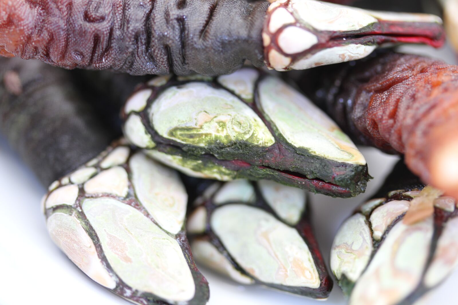 Canon EOS 7D sample photo. Barnacles, seafood, sea ​​food photography