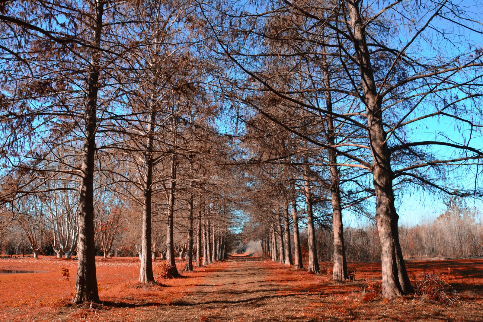 Nikon D7100 sample photo. Forest, trees, autumn photography