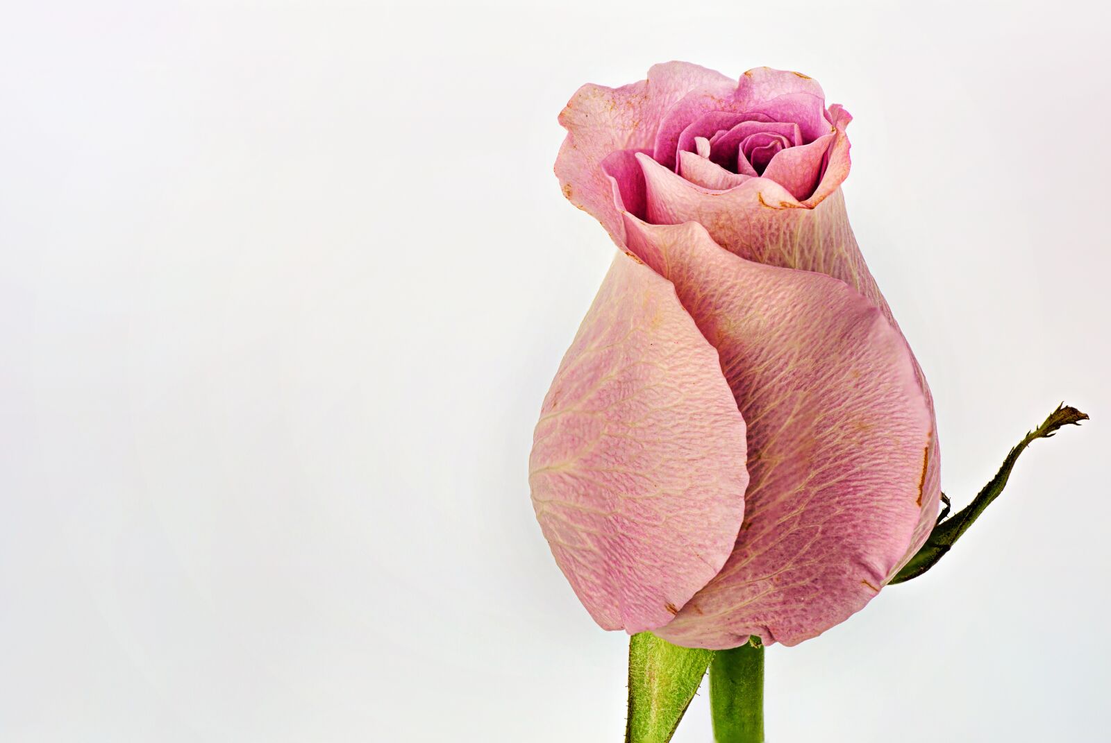 Canon EOS 5D Mark III sample photo. Rose, pink, macro photography