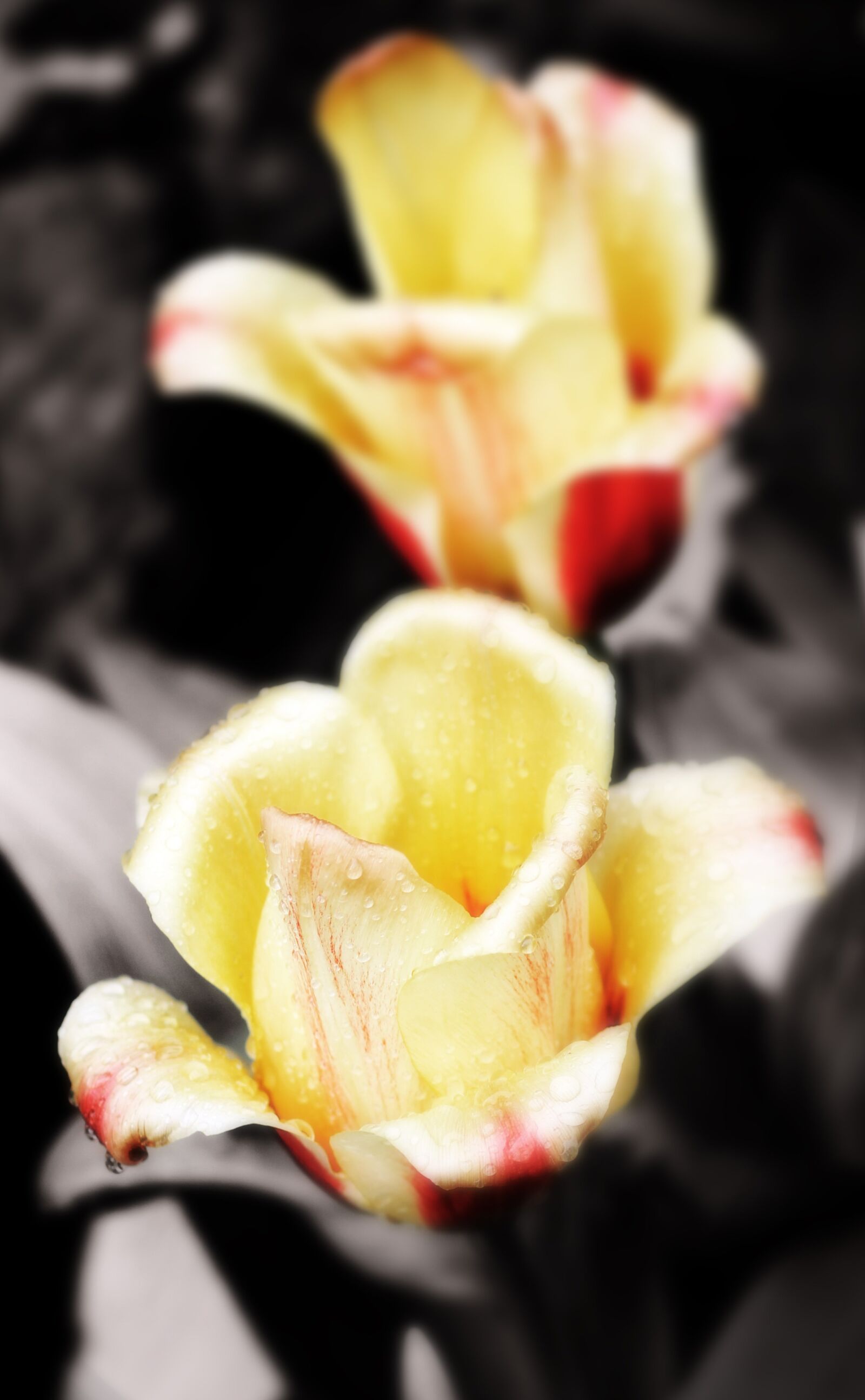 Canon EOS 550D (EOS Rebel T2i / EOS Kiss X4) sample photo. Rose, spring, flower photography