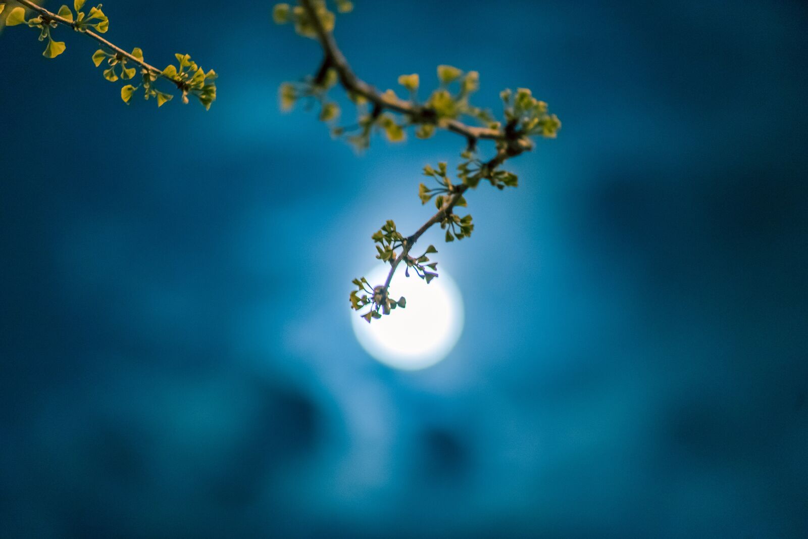 Sony a7 II sample photo. Moon, night, spring photography